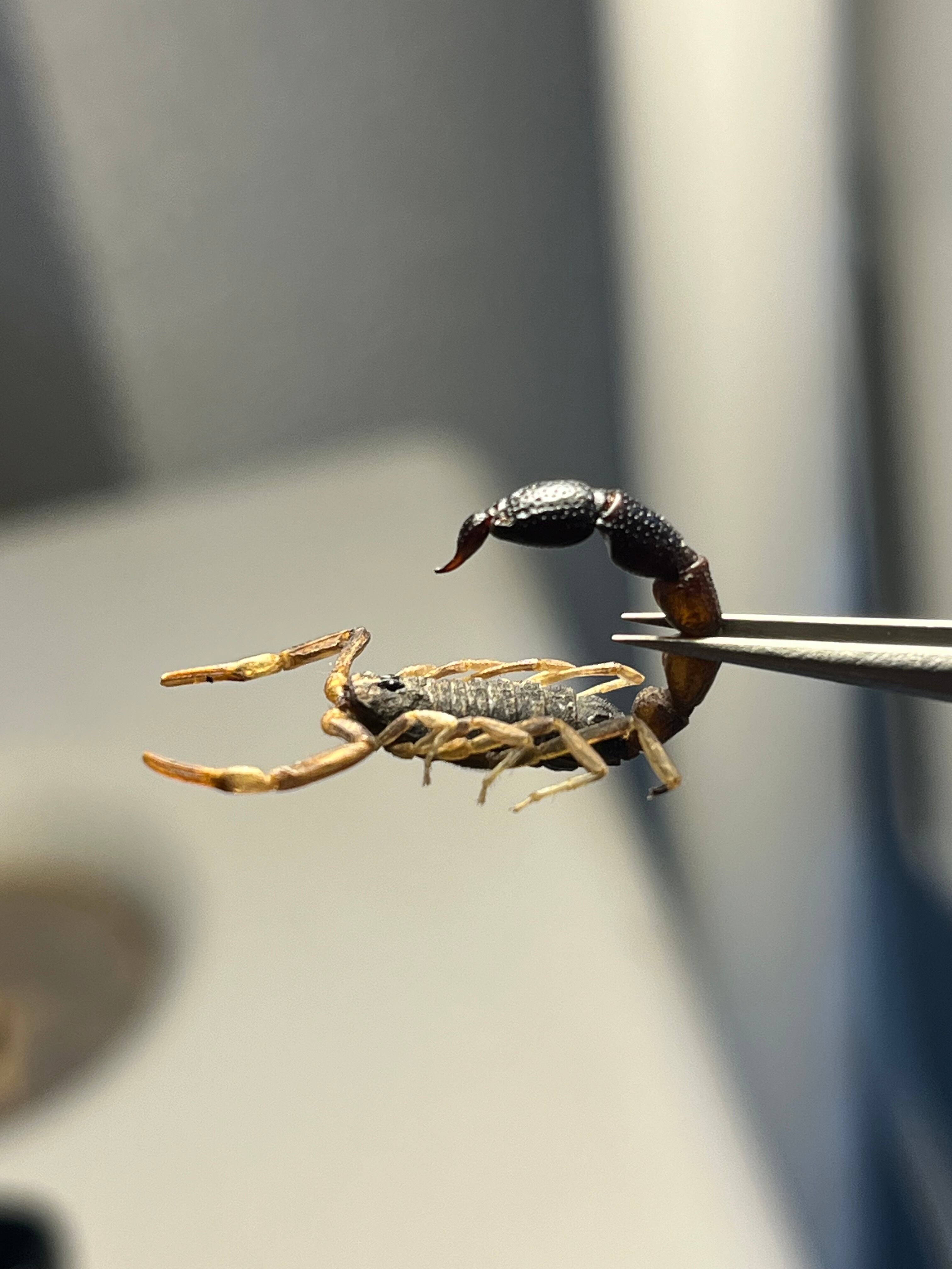 噂ノ蠍】ピラーテイルスコーピオンOrthochirus bicolor サソリ