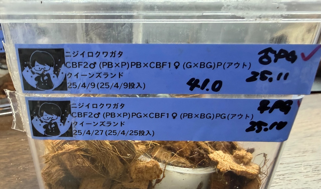 《ニジイロクワガタ 紫紺系 41mm ペア》クワカブの部屋三森氏ブリード個体