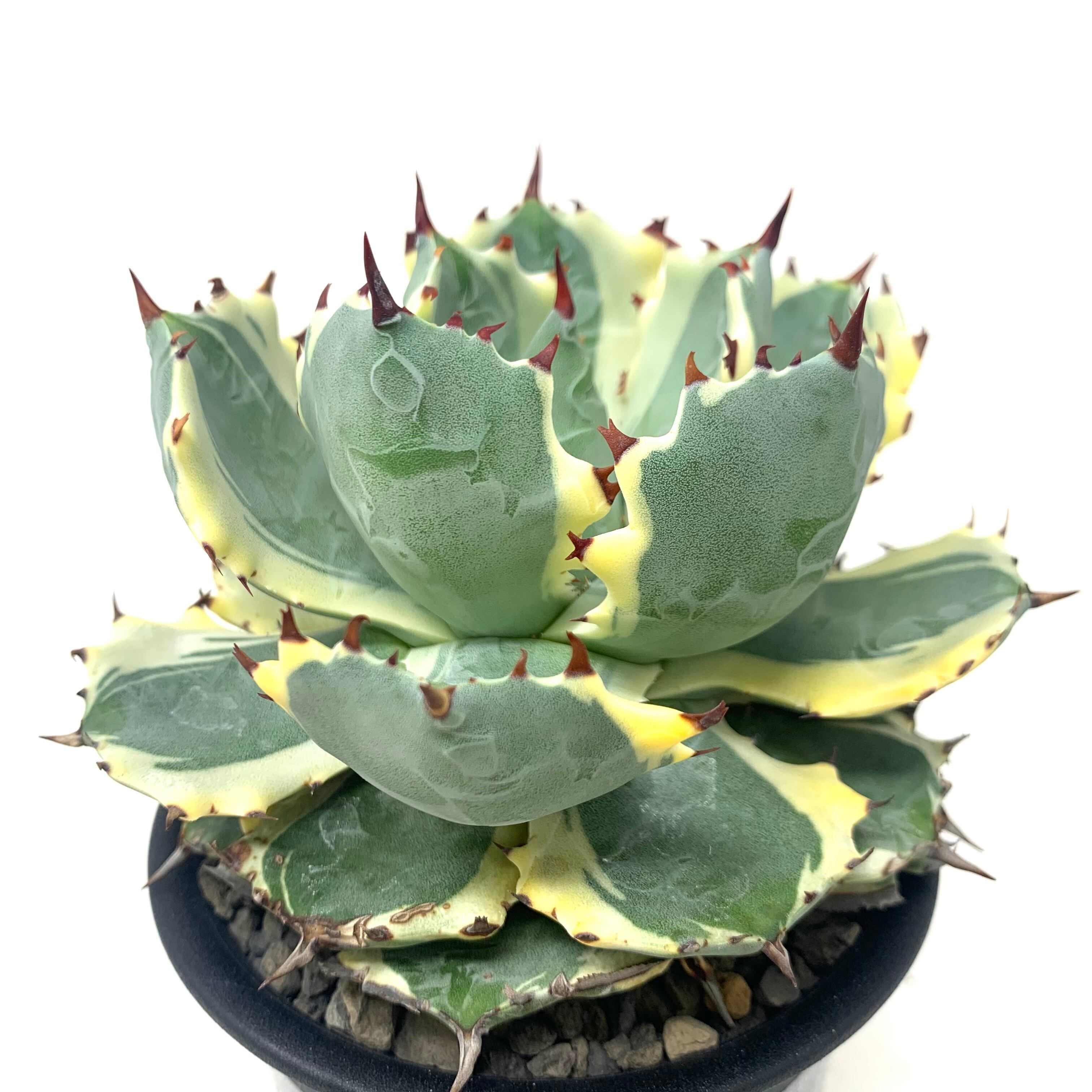 アガベ 甲蟹錦 - その他多肉植物