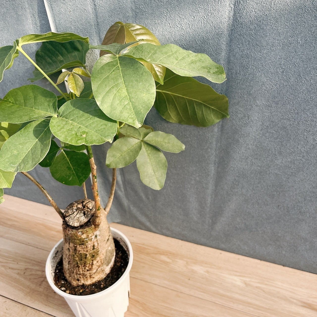 現品］【希少】16番 ボンバックス 6号 塊根植物 コーデックス 観葉植物