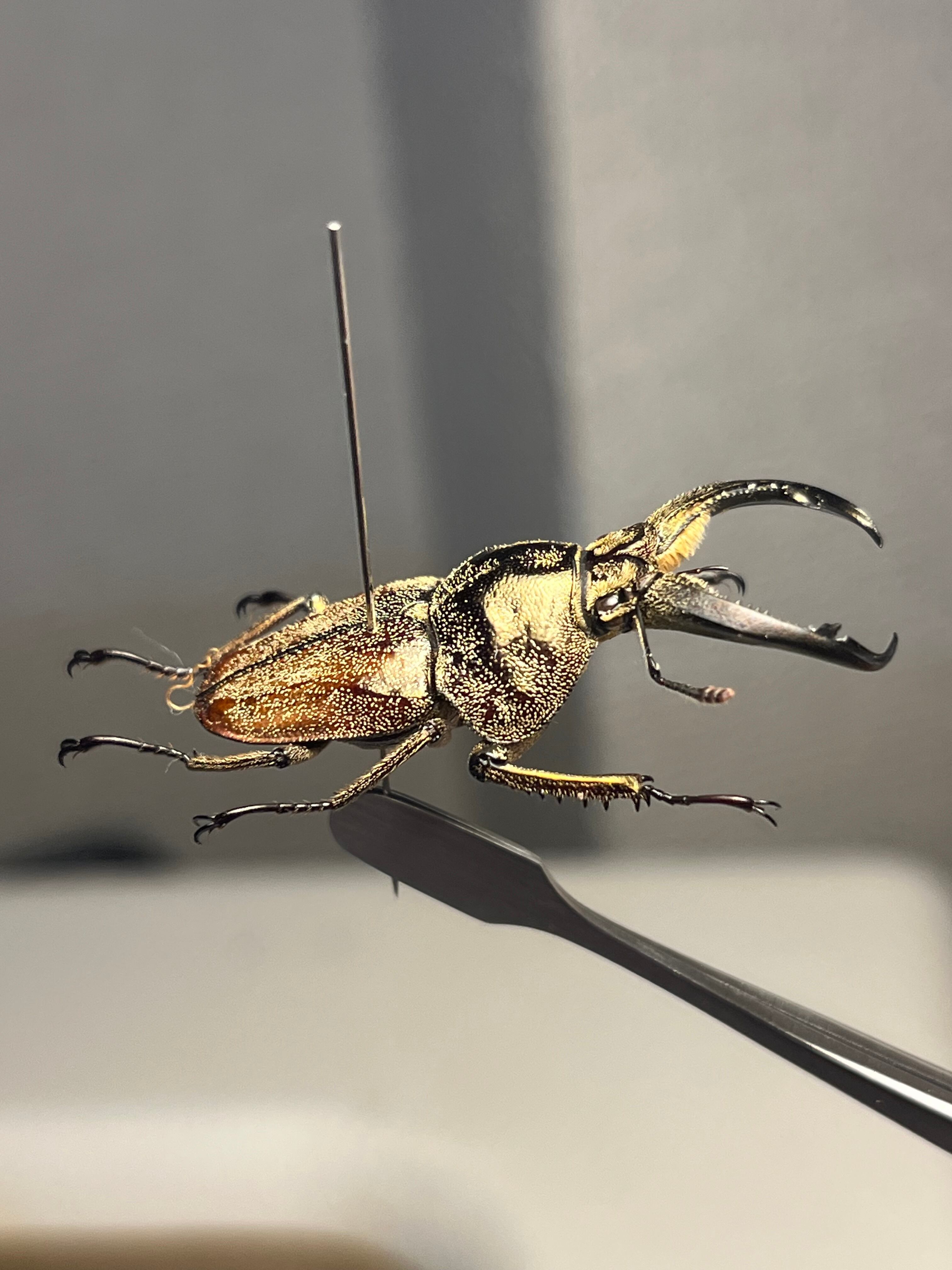 34mm♂】リンデコフキクワガタ 標本 ババオウゴンオニクワガタ ドウ