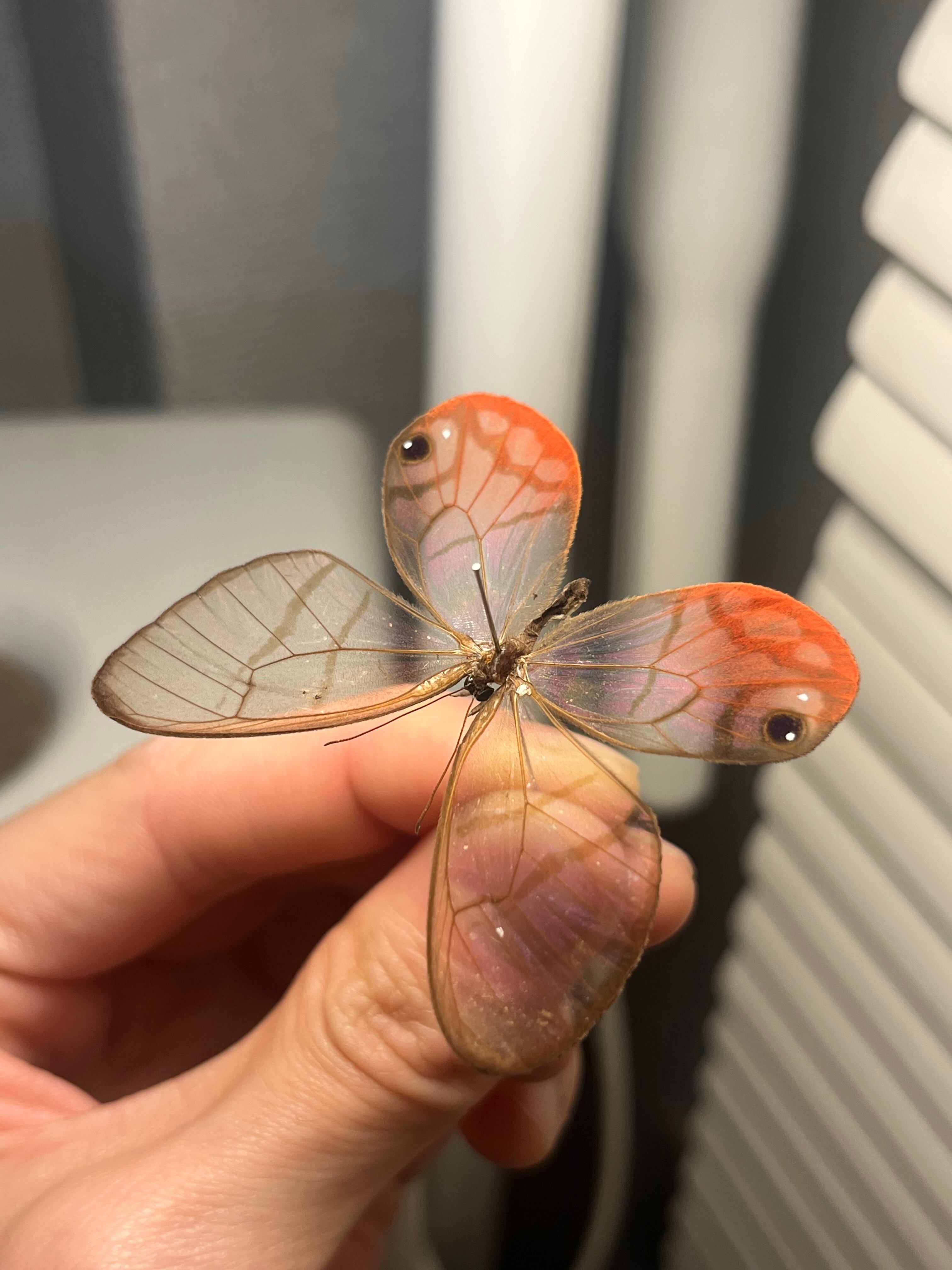 ベニスカシジャノメ アンドロメダスカシジャノメ ベニスカシジャノメ