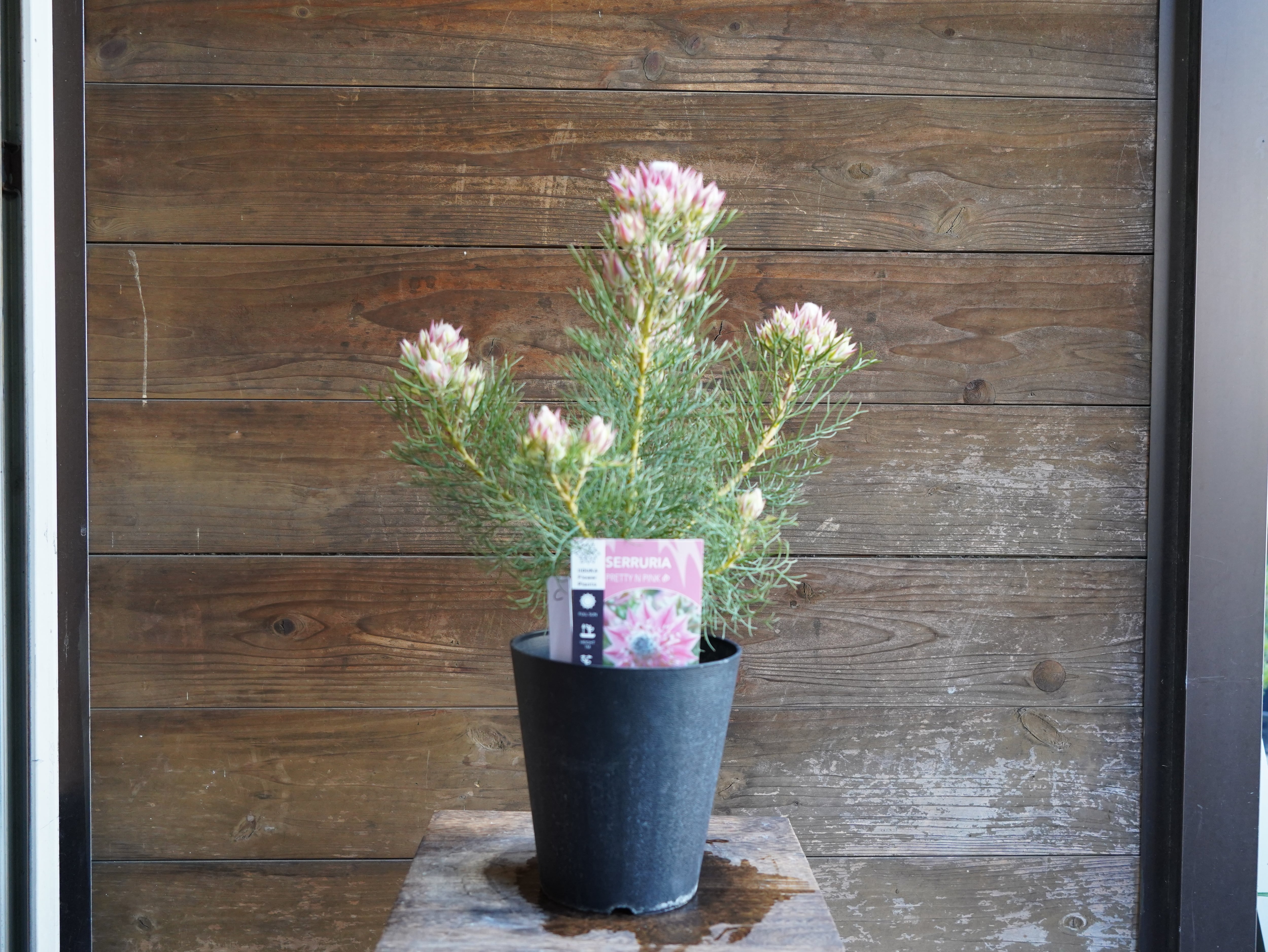 【現物】セルリア　”プリティピンク”　C