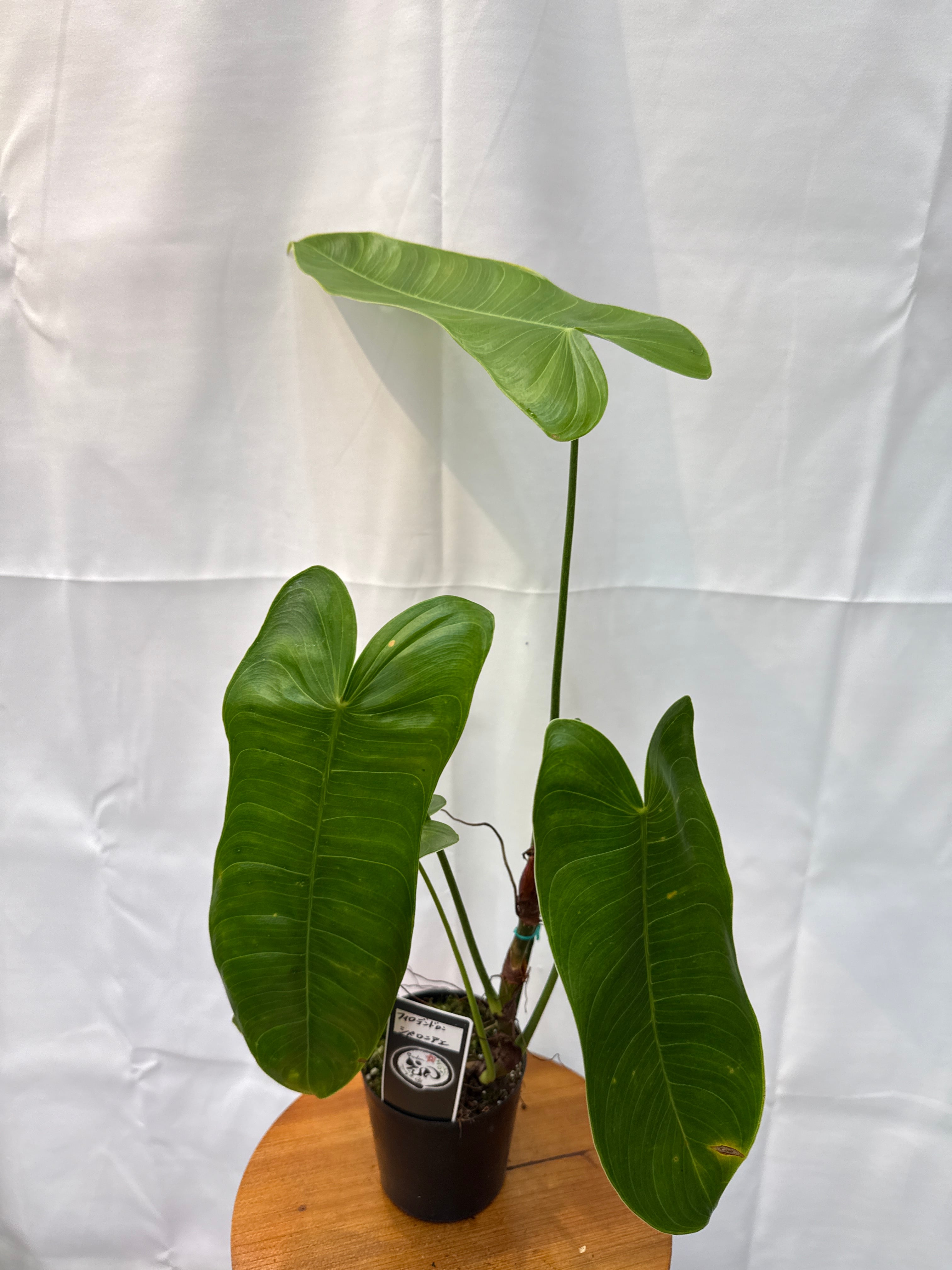 フィロデンドロン シャロニアエ | Gardenえん 【観葉熱帯植物】