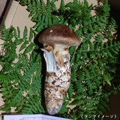 人気No1】【2026年10月上旬から順次発送】国産松茸 200g ワケあり