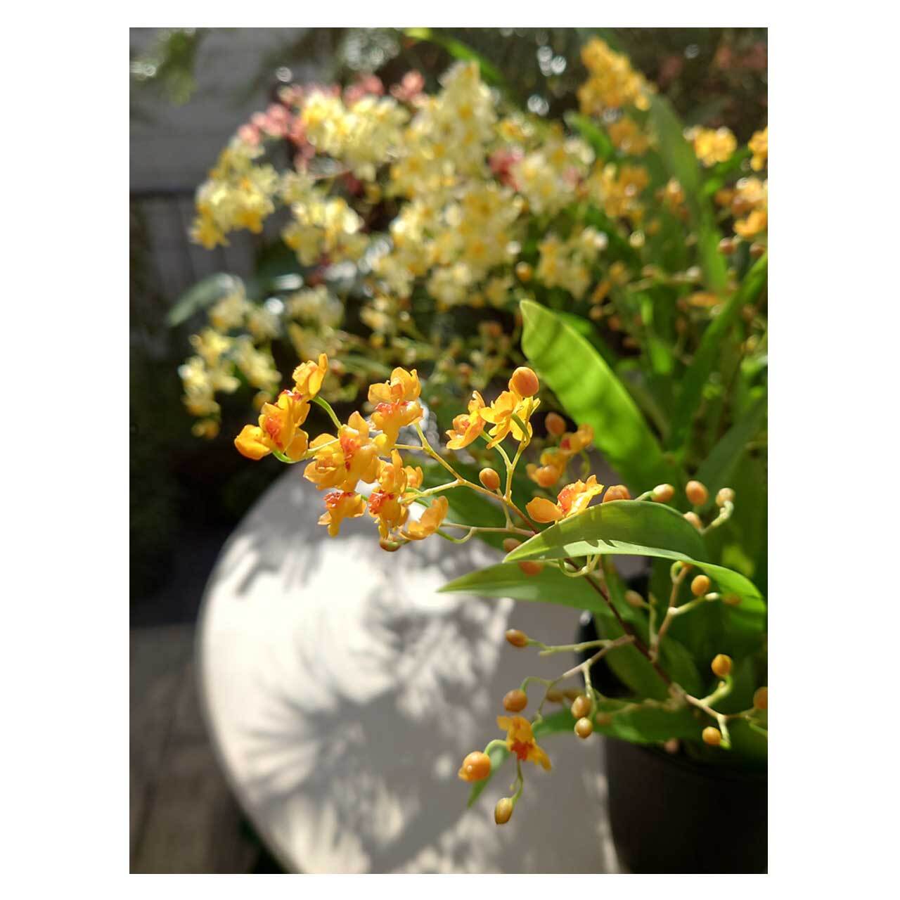 Oncidium Twinkle | Seeding
