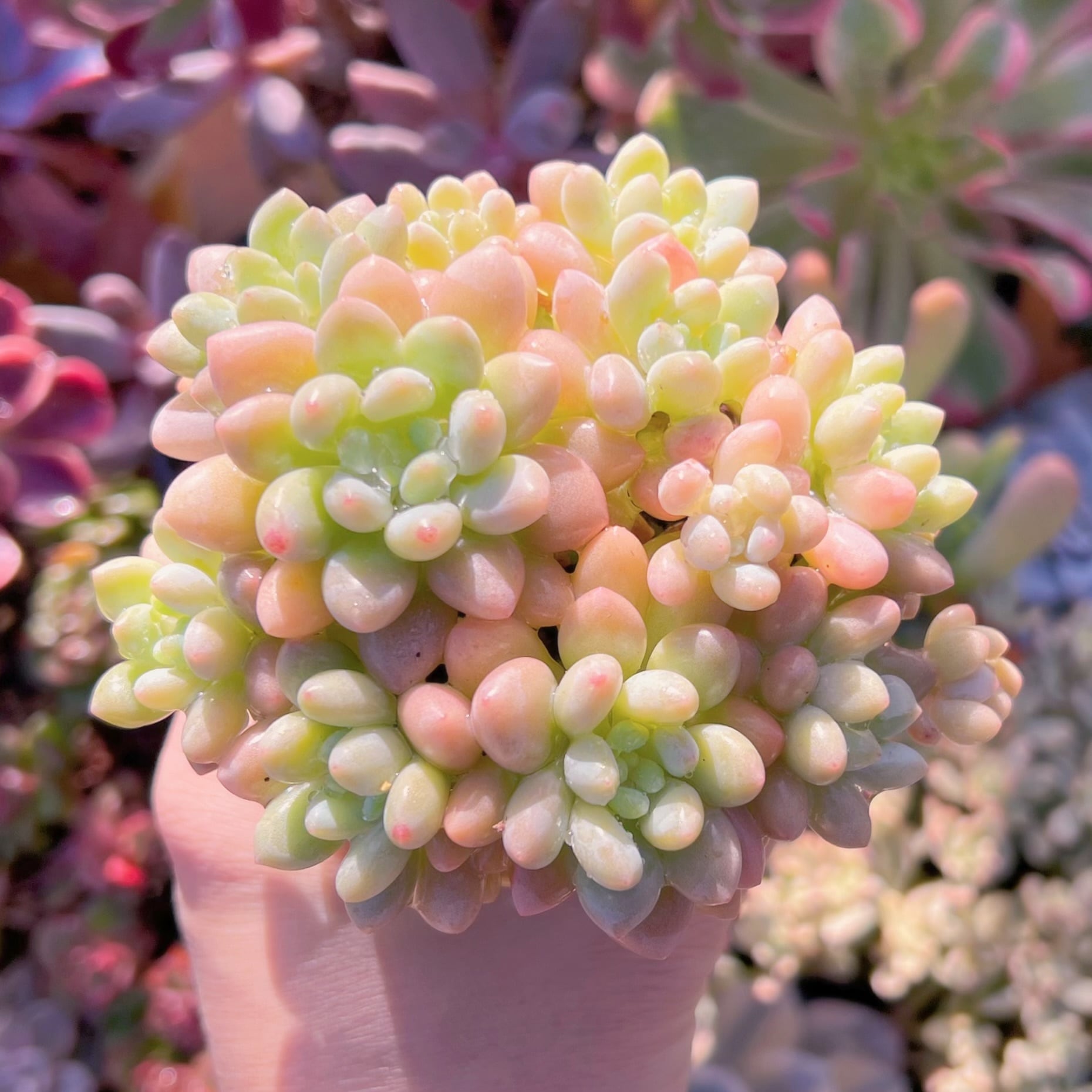 多肉植物 Echeveria Daphne x ロココ 新入荷 るる農園 | るる農園~多肉