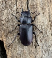 【美麗】《メタリフェルホソアカ亜種finae 54mm ペア》わたくわ氏ブリード個体