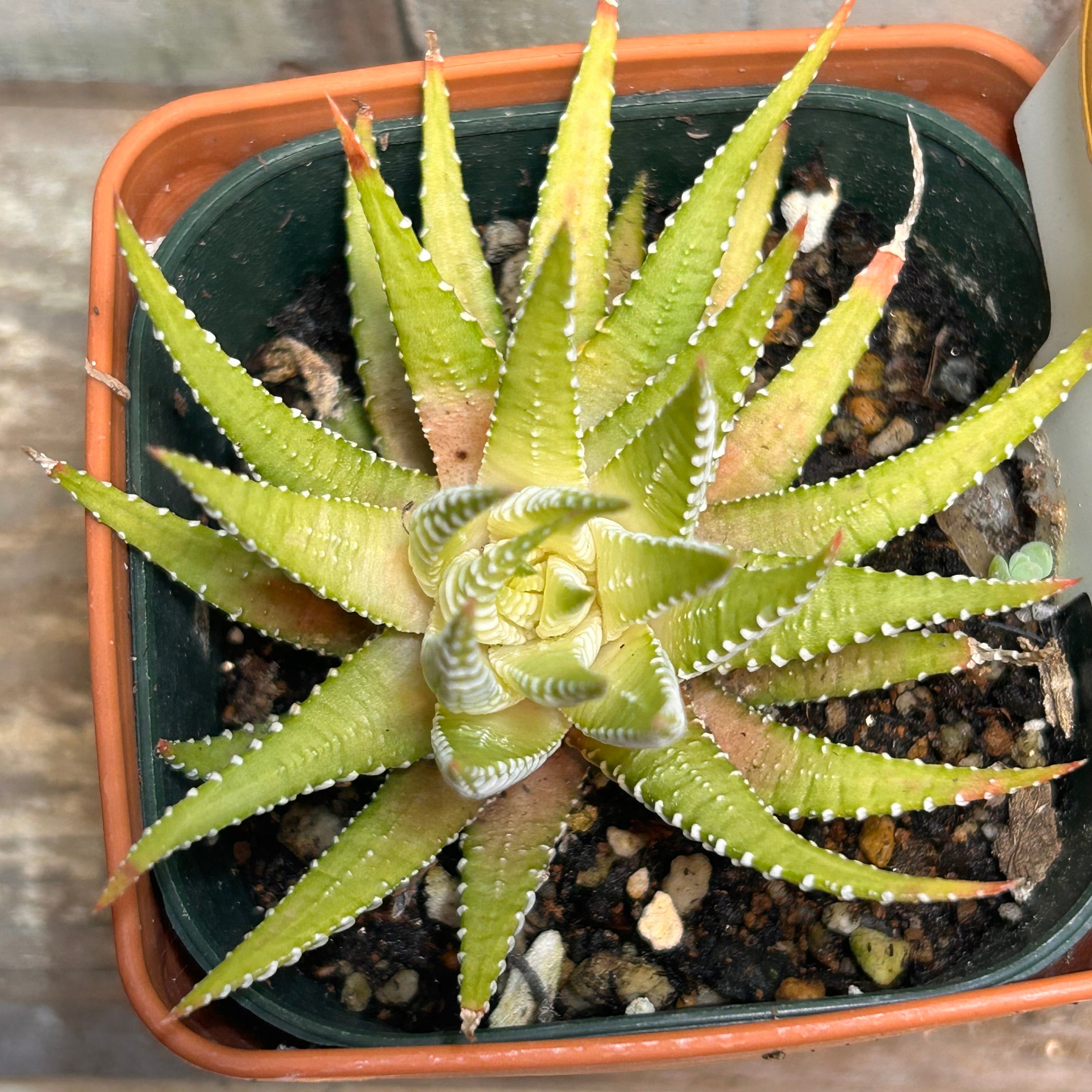 ハオルチア 白蝶 | RuPo 多肉植物専門店