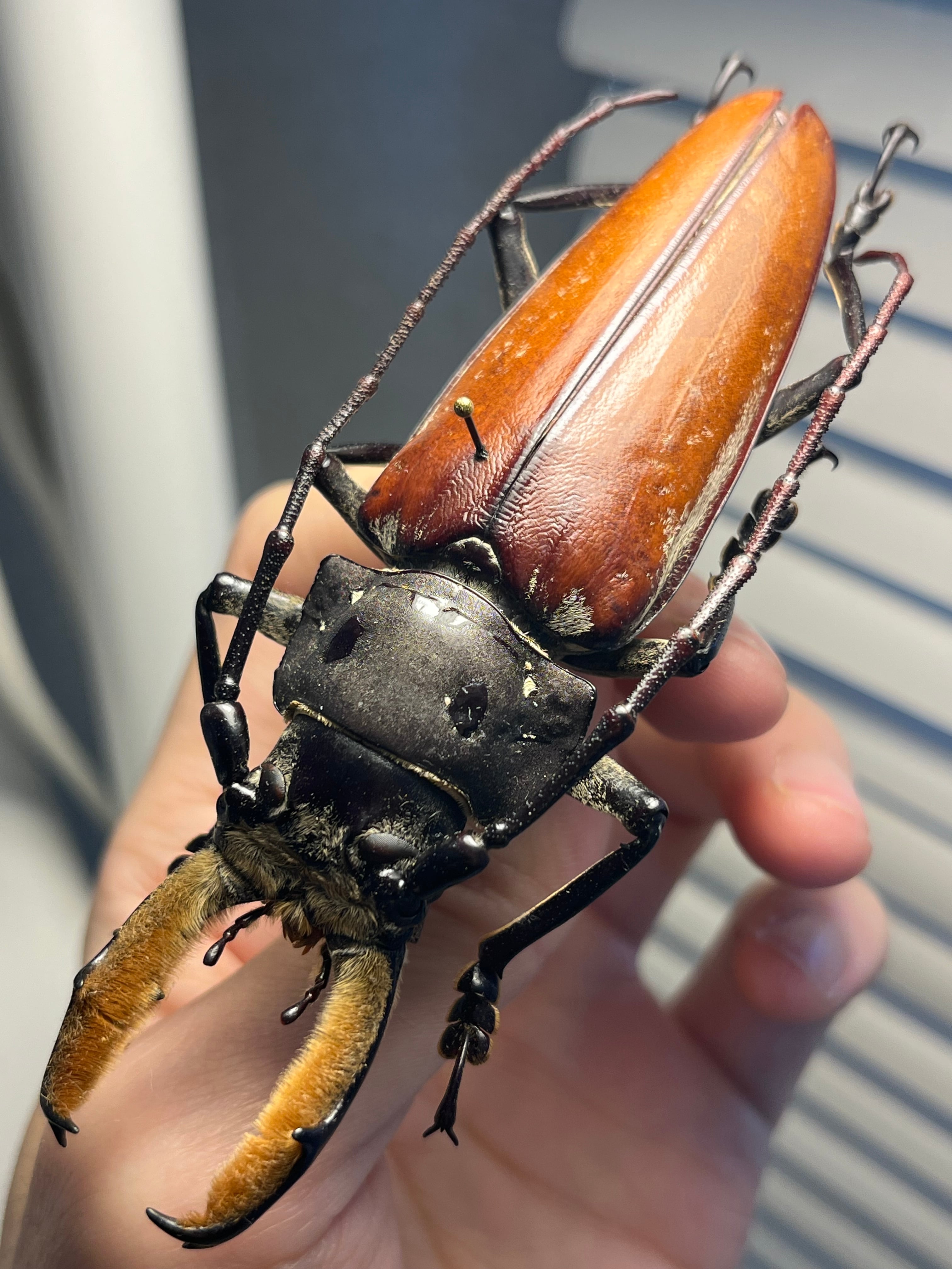 特大】オオキバヘビトンボ オオアゴヘビトンボ 昆虫標本 標本