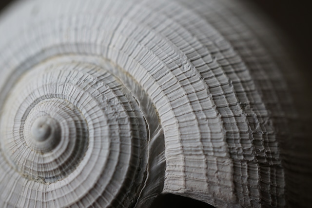 フロリダ州産巻貝化石 Ficus floridensis 1628