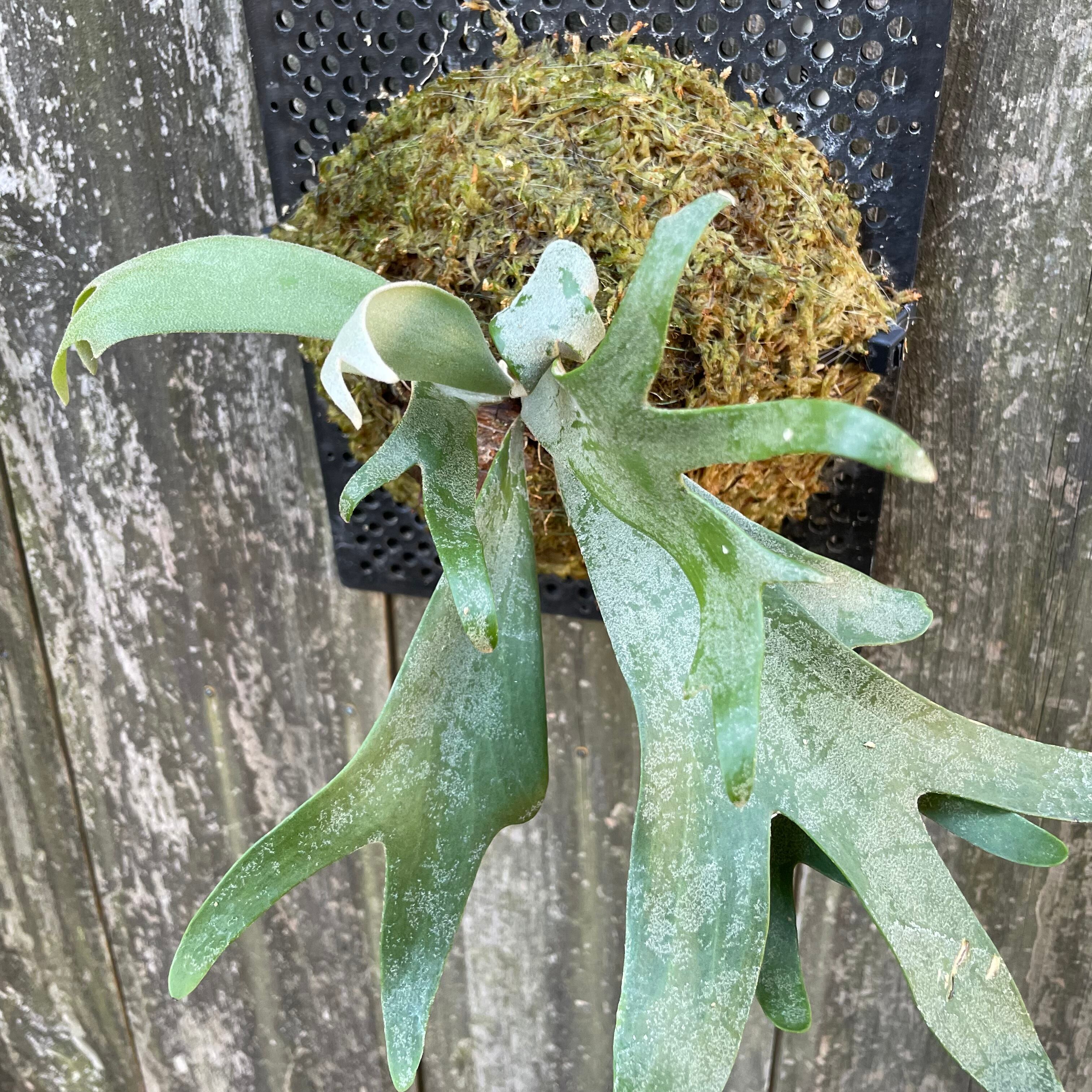 P.Willinckii cv セーラープルート OC 巻き付か pup 子株 