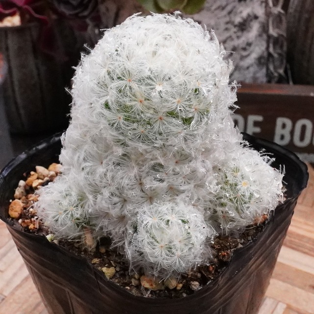 もふもふ【白星（マミラリア・プルモサ）2 】Mammillaria plumosa　サボテン