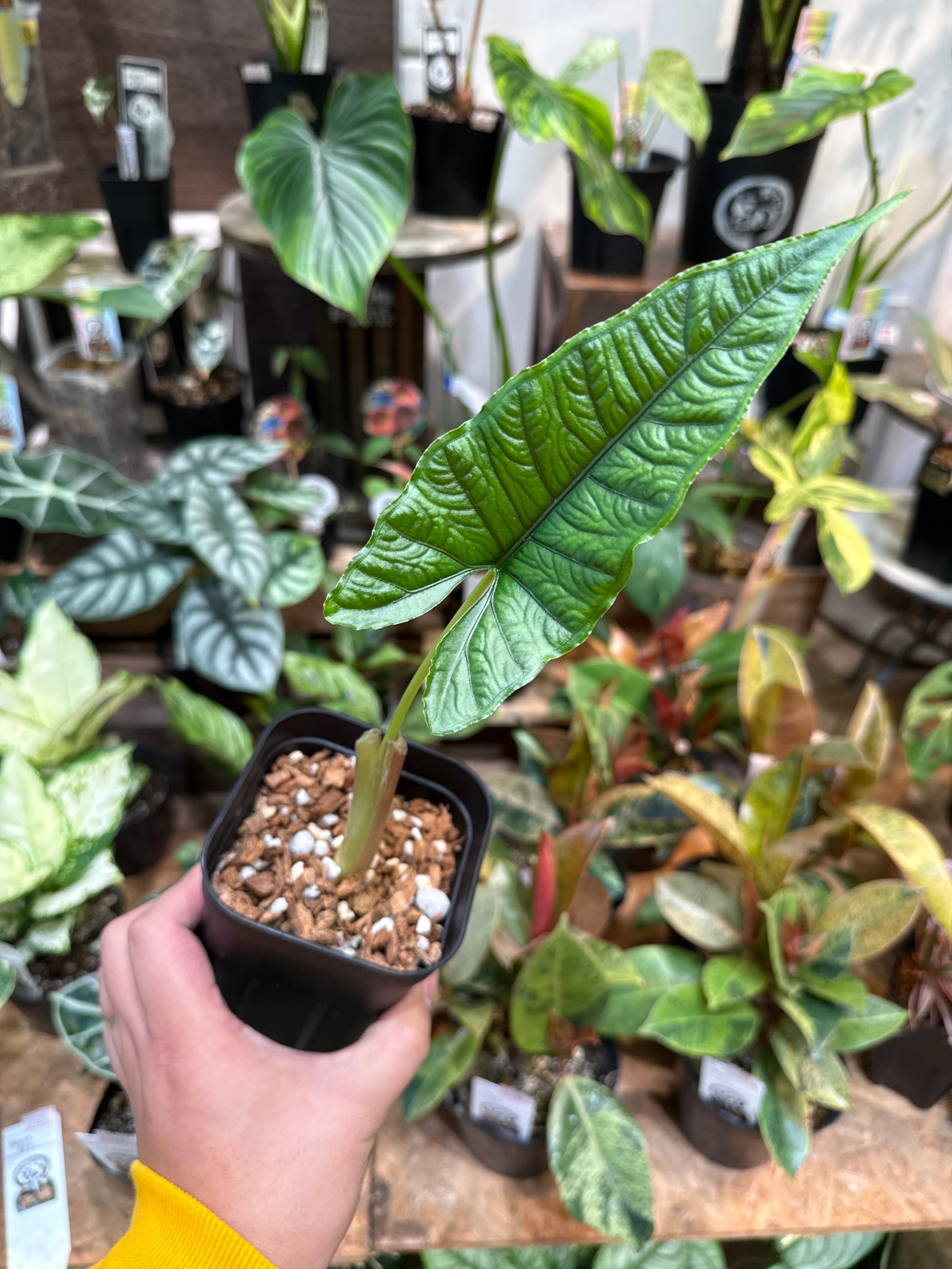 特価)アロカシア オラニ | Gardenえん 【観葉熱帯植物】