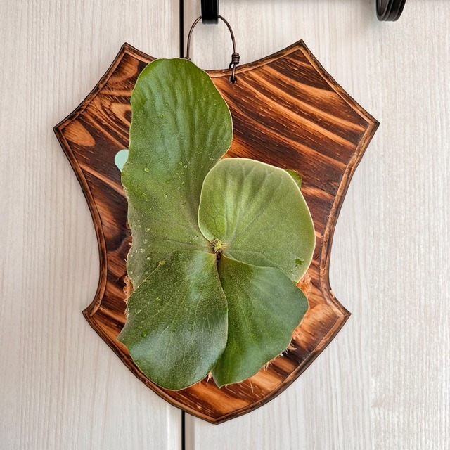 ビカクシダ エレファントティス 子株 板付 【観葉植物 壁掛け コウモリラン】