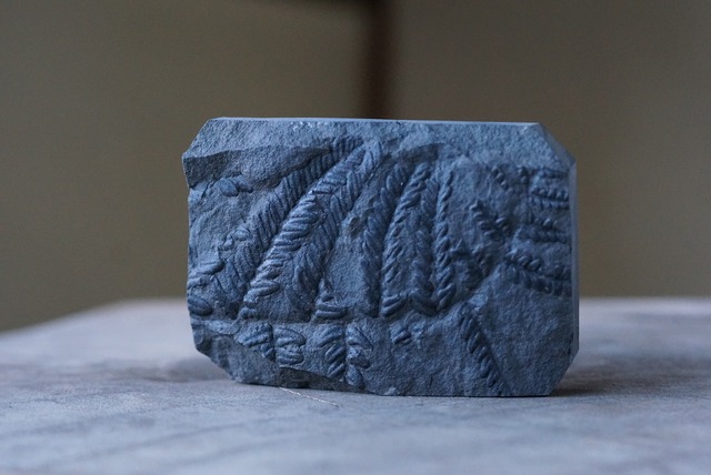 シダ化石　Pecopteris sp.