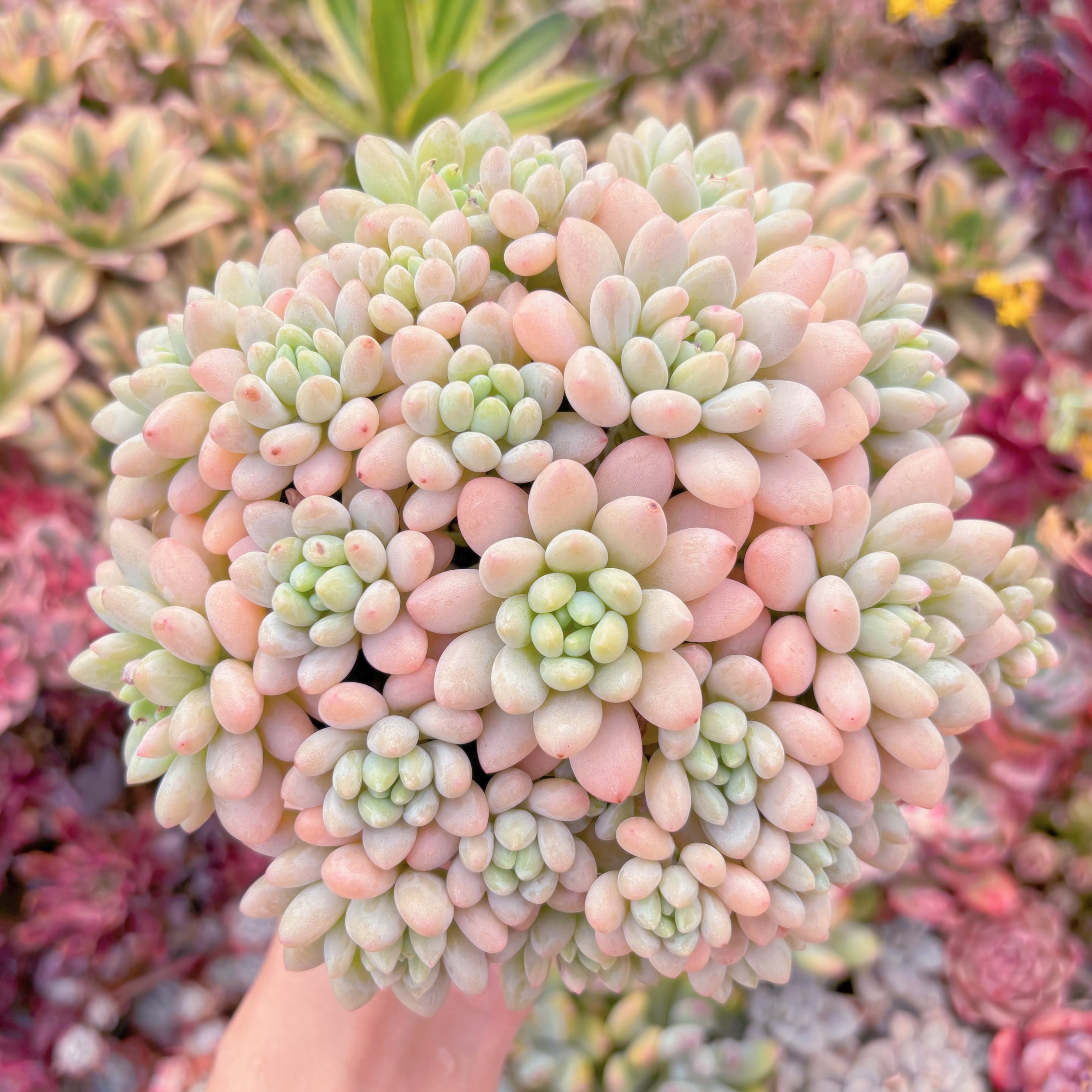 現品　キャビア#600　大群生　るる農園