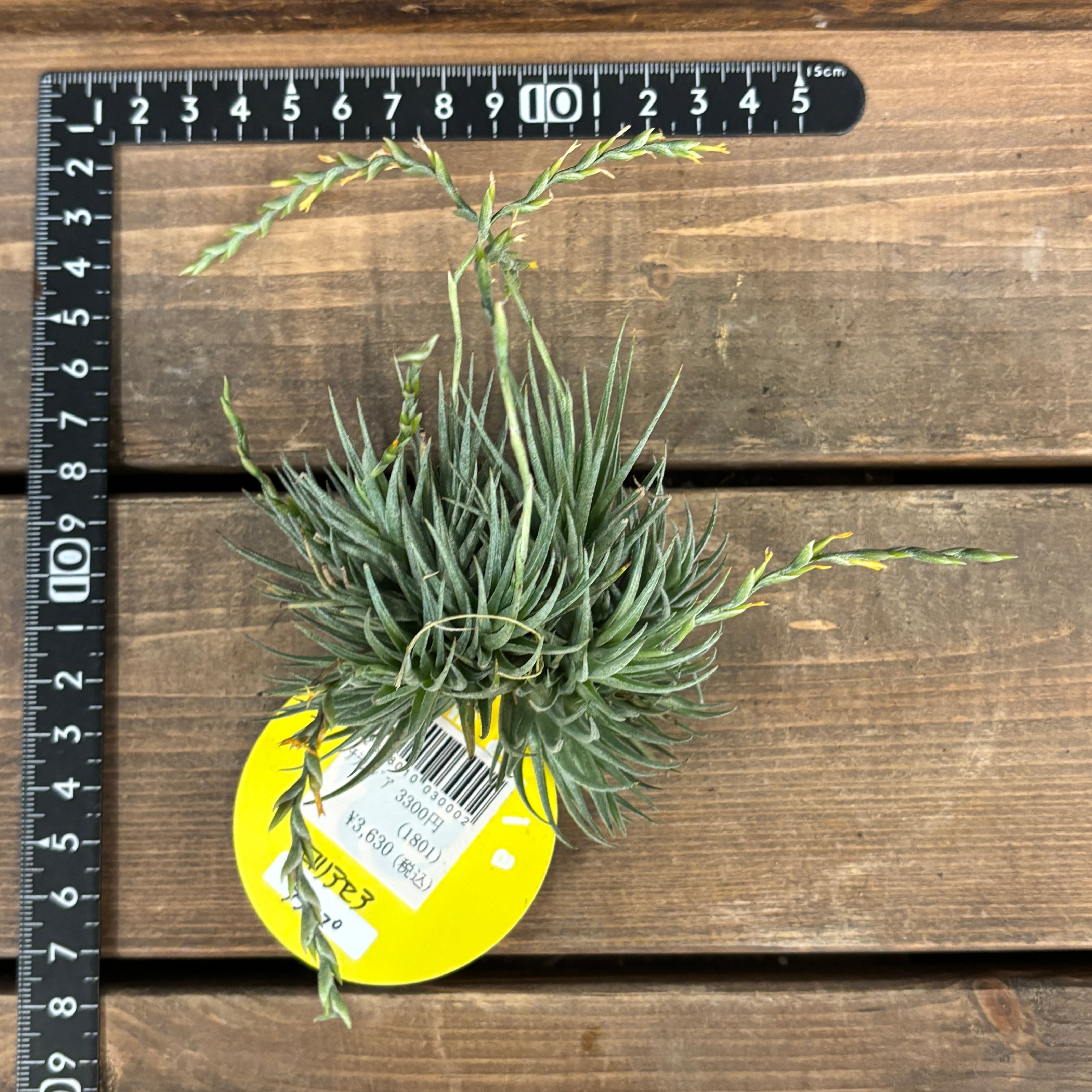 現品チランジア・ストラミネア XXXL ストラミネア・クランプ 子株多数