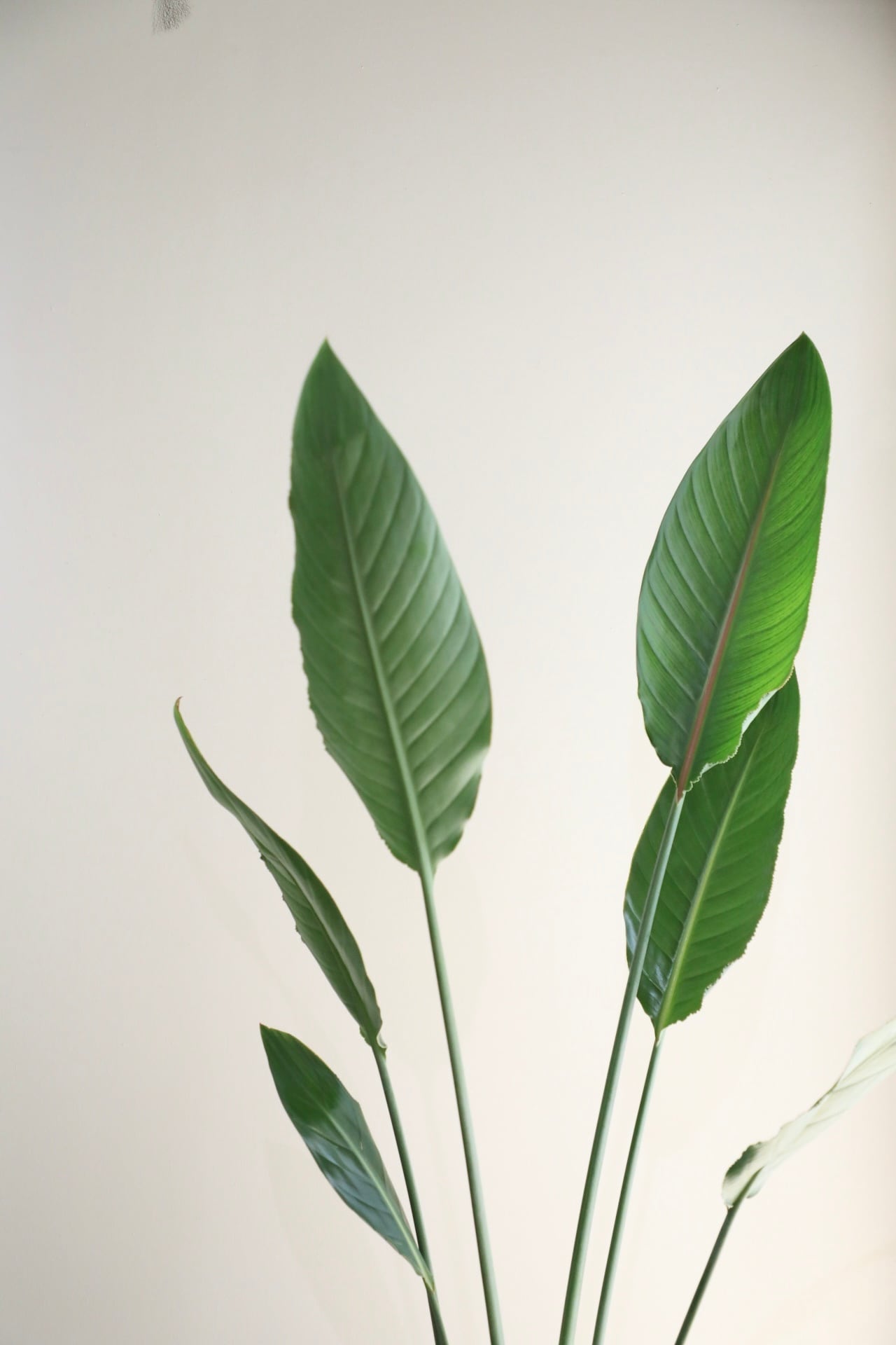 L/150cm】ストレリチア レギネ/Strelitzia reginae | 【厳選植物・器