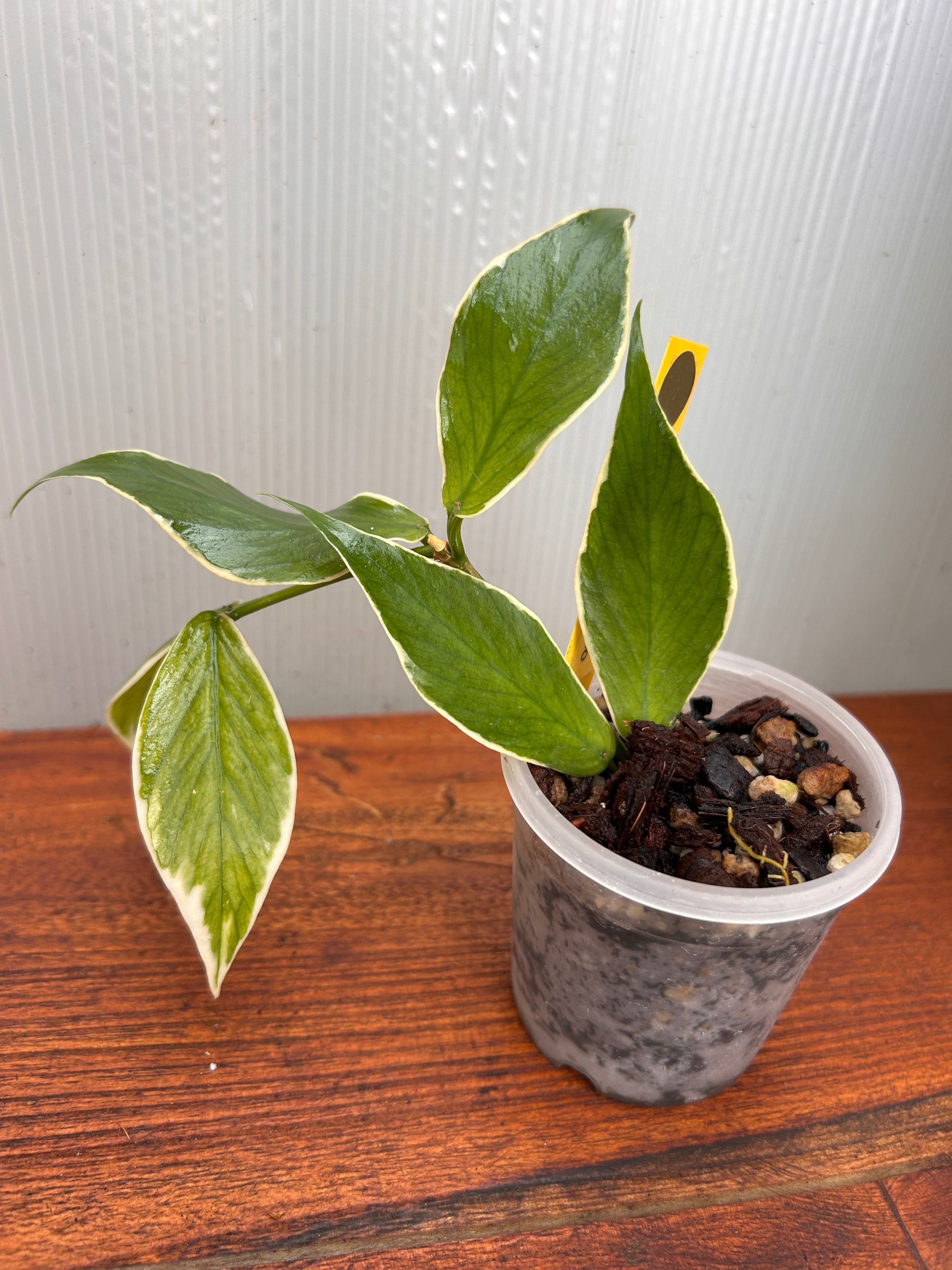 Hoya | BALI-AN 園芸