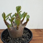 Adenium Arabicum 'Dark Skin'【アデニウムアラビカム・黒肌】