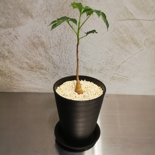 バオバブ・グレゴリー 【実生苗】鉢・鉢皿セット