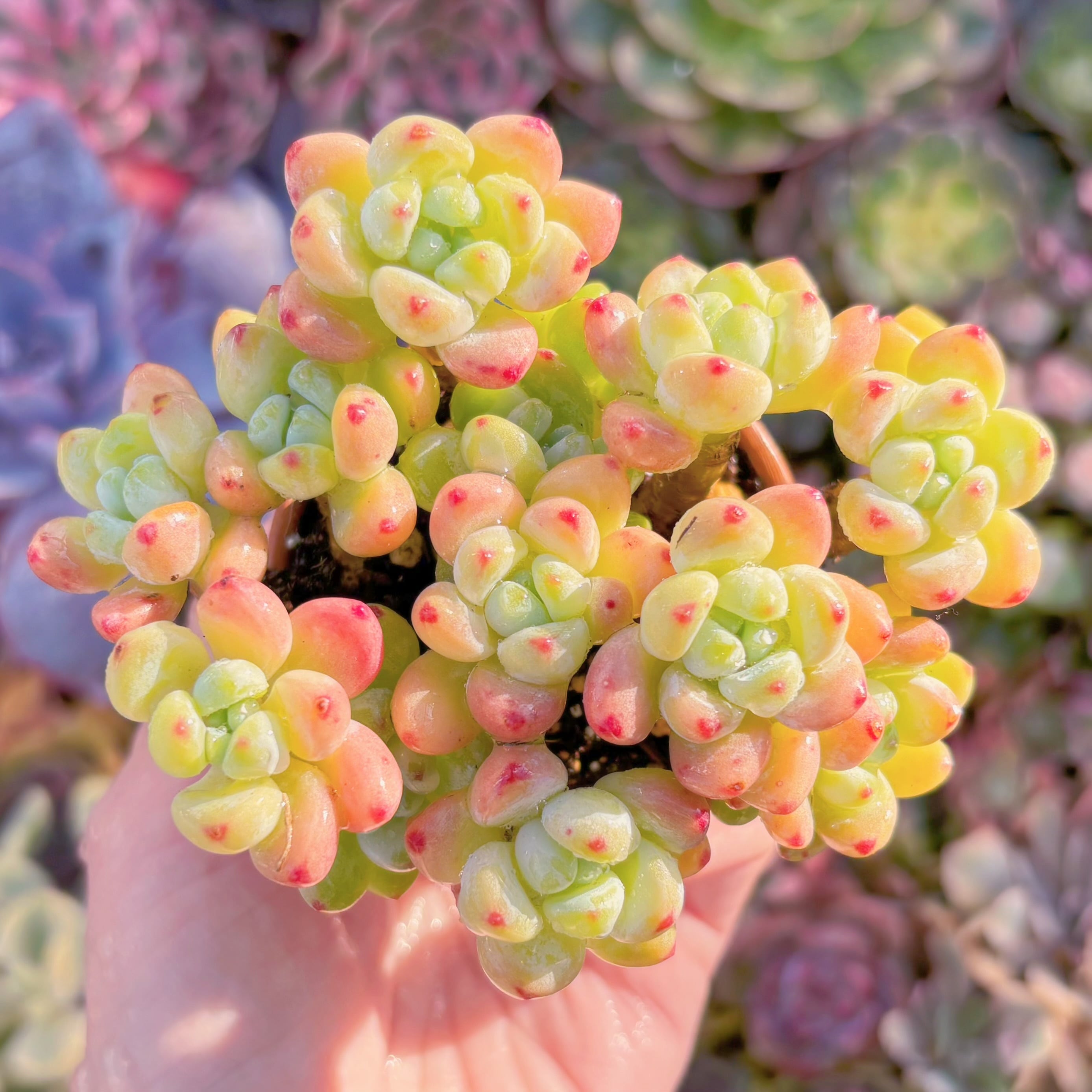 多肉植物 アエオニウム レア 孔雀白錦 美苗 #孔3 | Pay ID