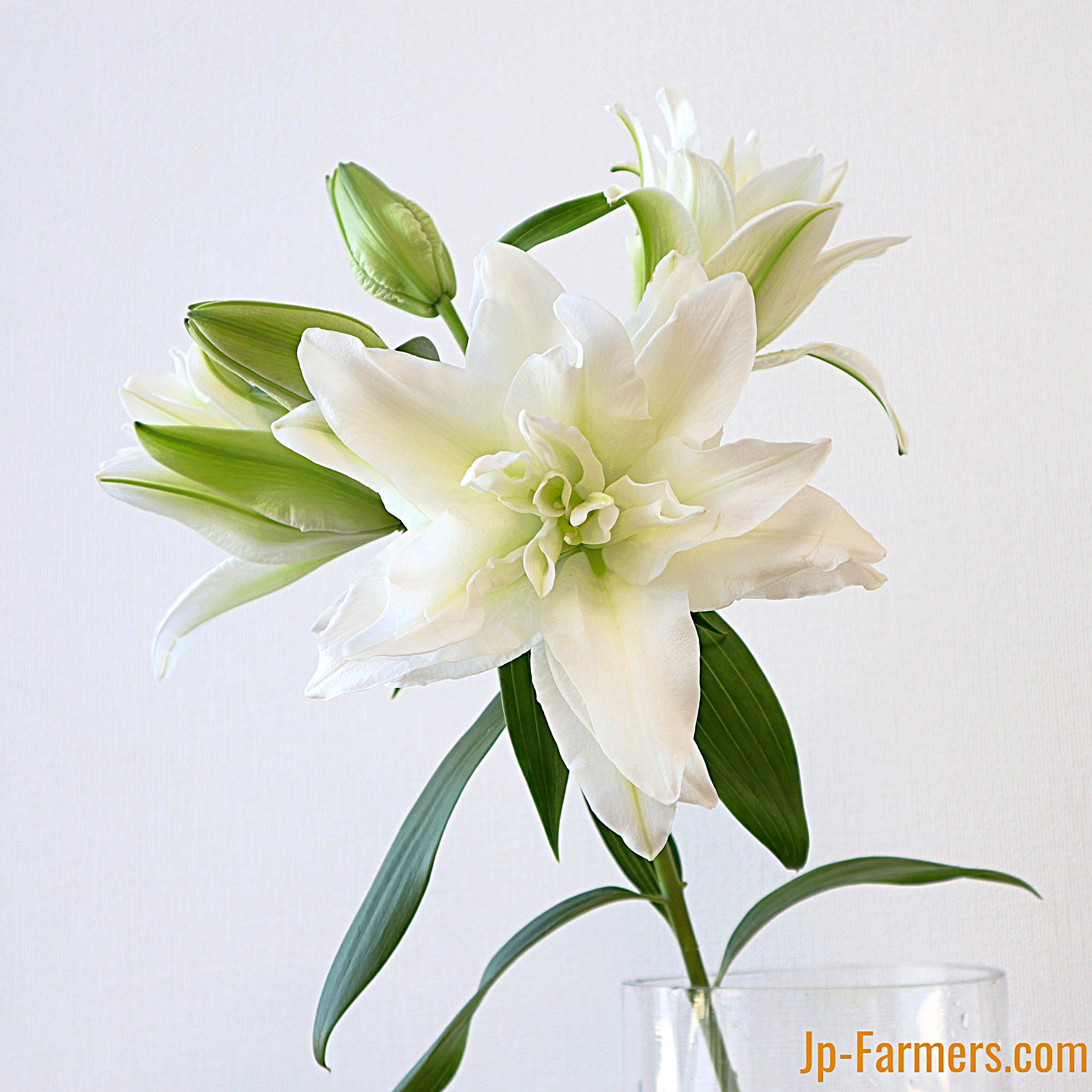 高知県が育んだ 特別なローズリリー！ 八重咲ユリ アイシャ 5本 | 新鮮