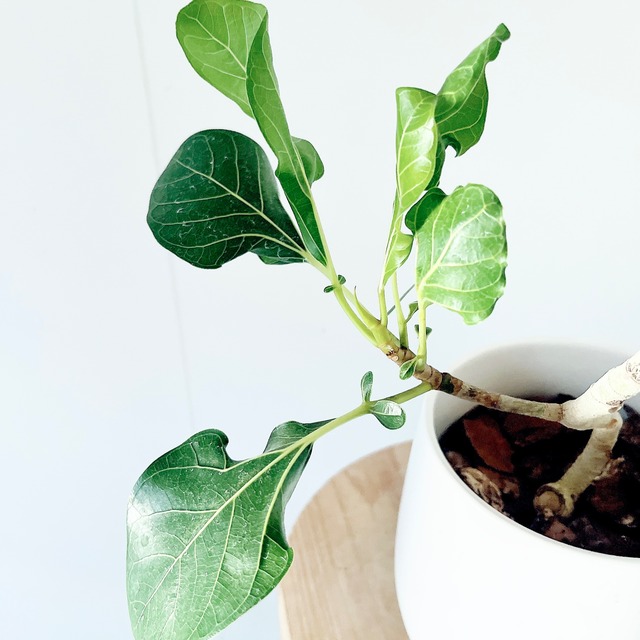 《希少》フィカス クリシュナ クリシュナ菩提樹 曲がり 陶器鉢  観葉植物 calm cafe