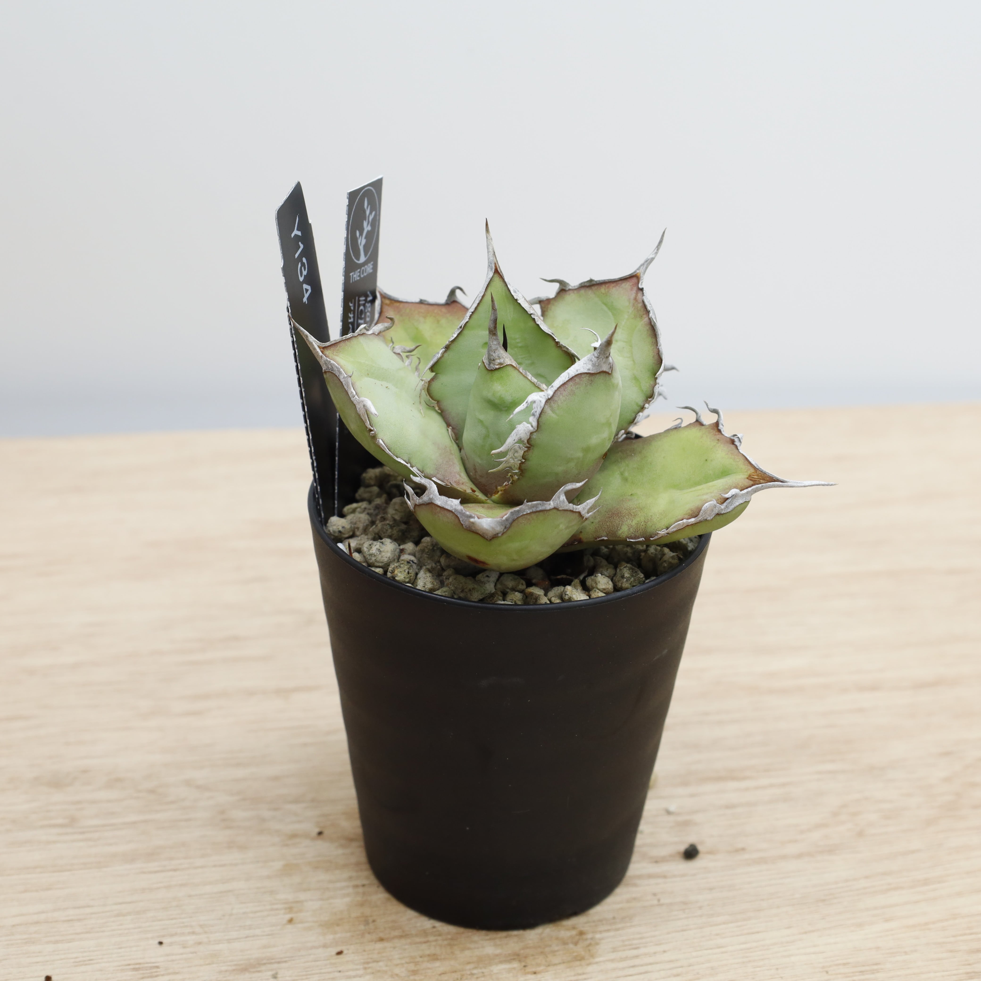 アガベ チタノタ #CF-002 | THE CORE