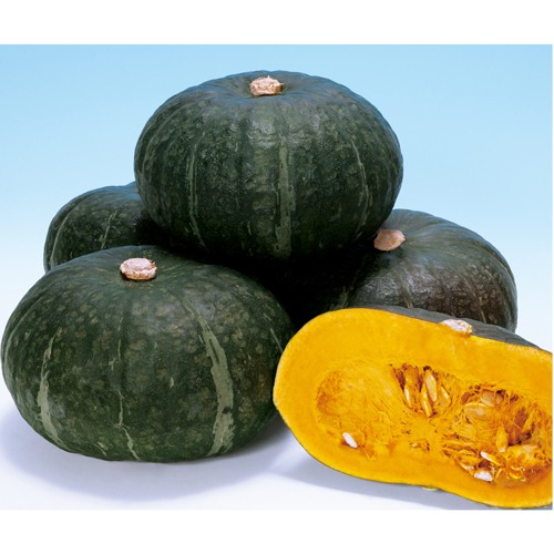 カボチャ「くりゆたか」（500粒） 画像