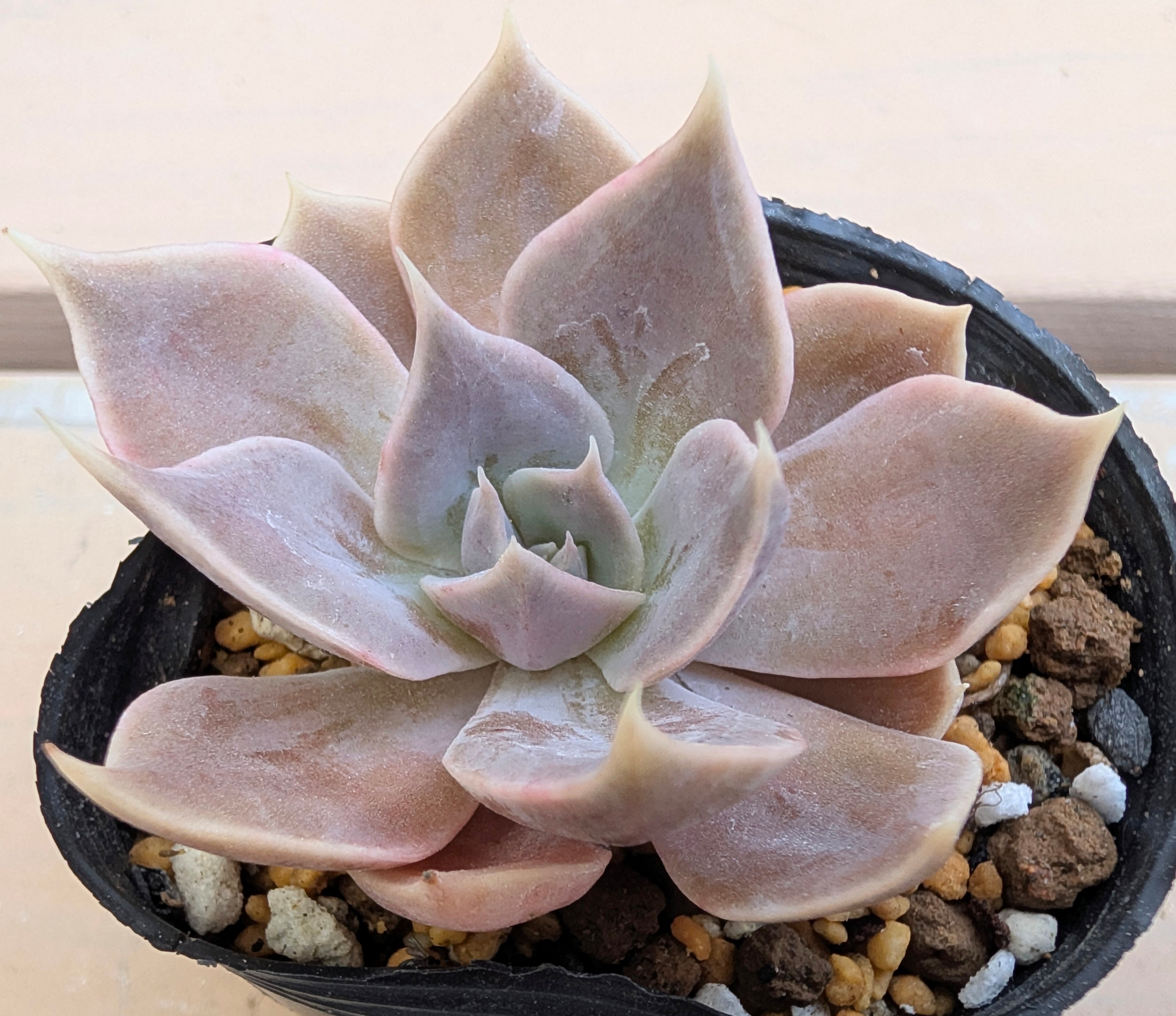 コピー：新入荷‼️多肉植物 彩蝶 錦 レア アエオニウム 美苗 # | PAY ID