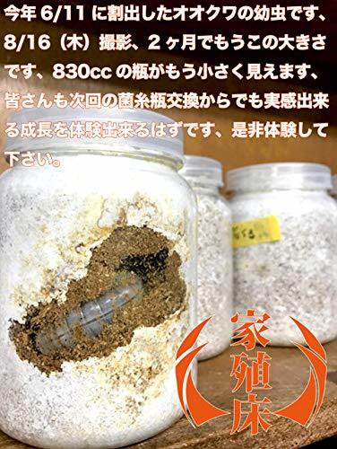 菌糸瓶 1500㏄ 家殖床 | 輝心堂 最高級菌糸瓶販売サイト 菌糸瓶 1500㏄ 家殖床 | 輝心堂 最高級菌糸瓶販売サイト