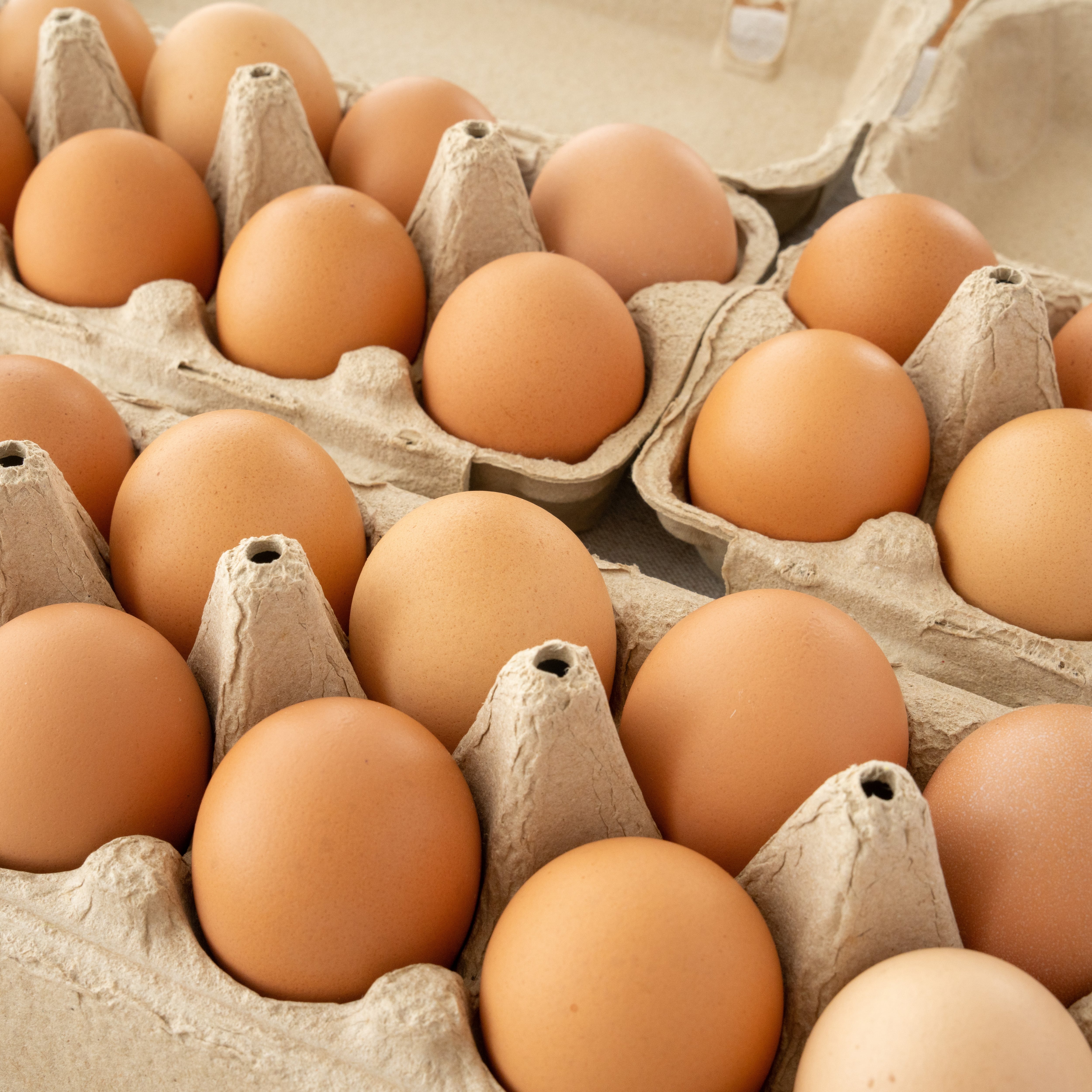 濃厚なのにさっぱり！】【60個】平飼い鶏の有精卵 | 椛島農園