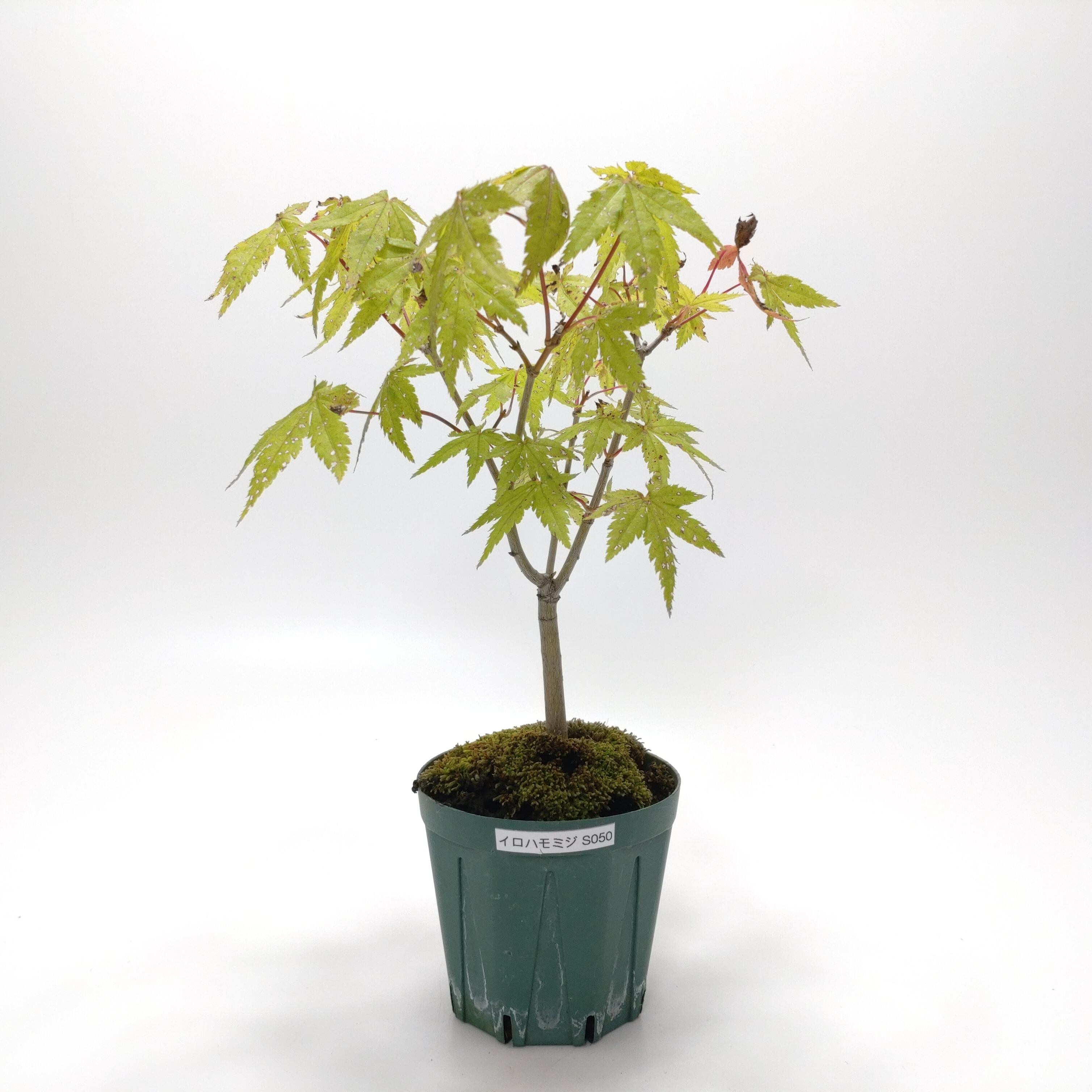 馬酔木（アセビ）盆栽 SS001 | 盆栽創【Bonsaisou】