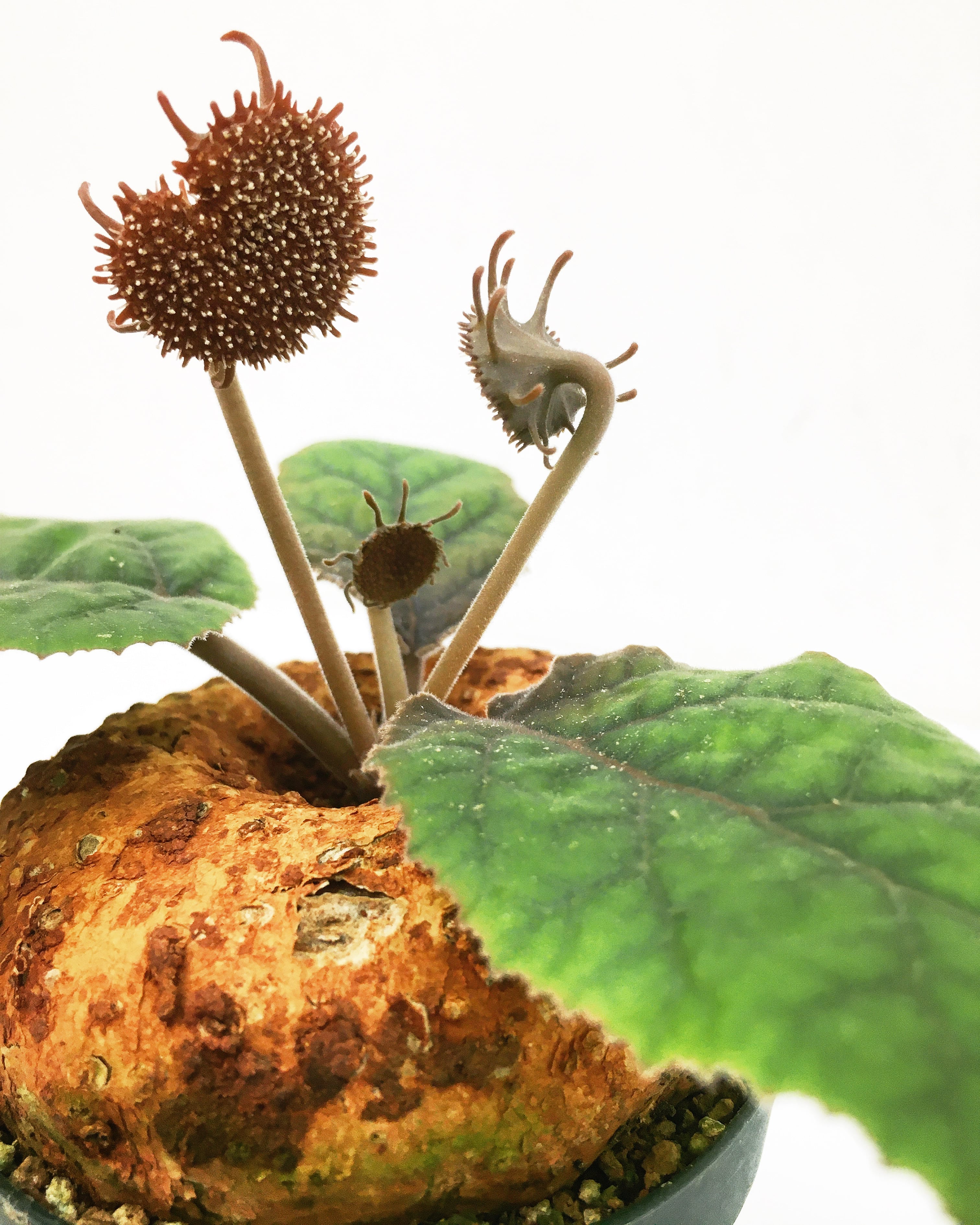 ドルステニア エレンベッキアーナ Dorstenia ellenbeckiana 20230905  