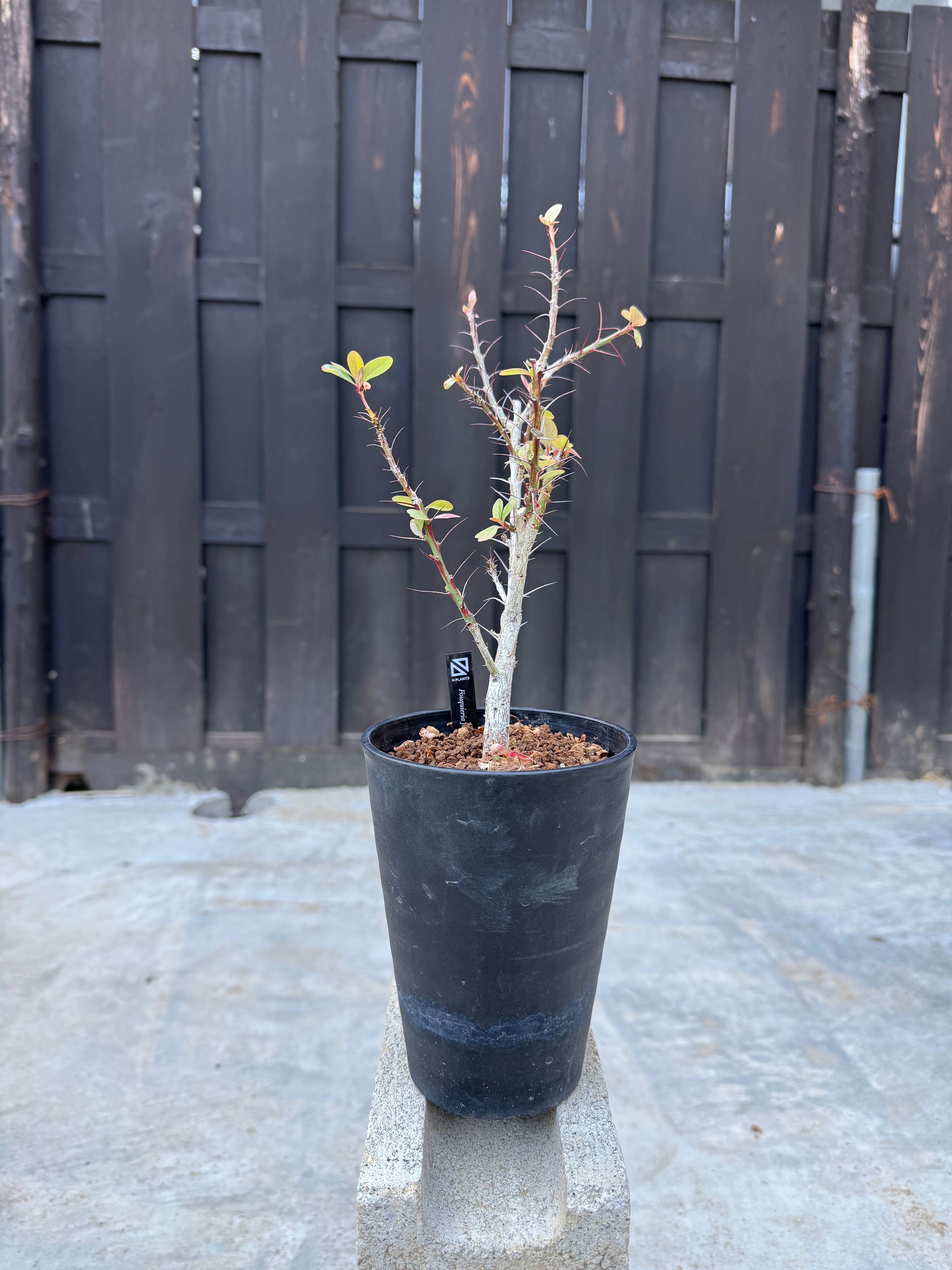 【新着】Fouquieria fasciculata【2年以上管理/激レア塊根の挿木】フォークイエリア ファシクラータ