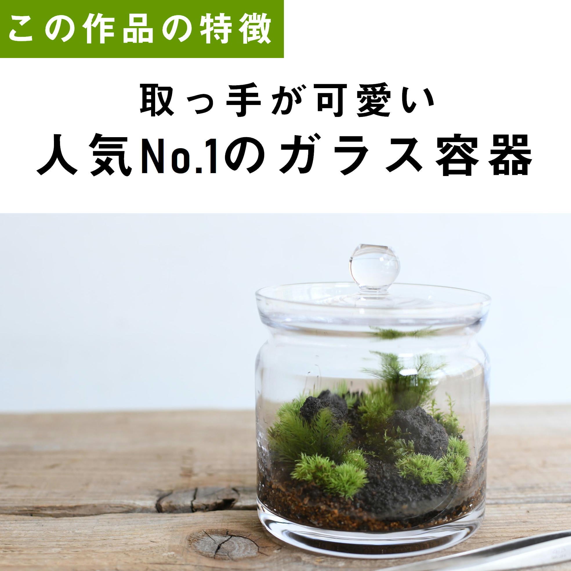 苔の森の贈り物】苔景キャニスター／水引付き ◇縁起の良い贈り物 | 苔