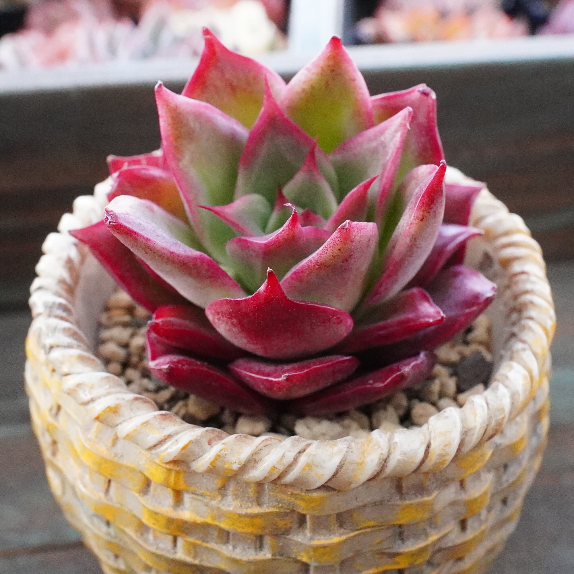 多肉植物 | E-TANIKU