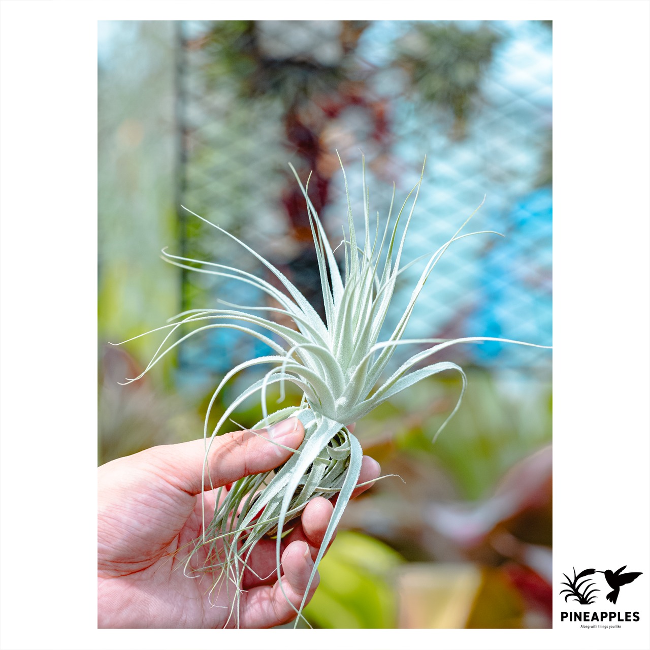 Tillandsia gardneri 'Rio Deudo' - 1