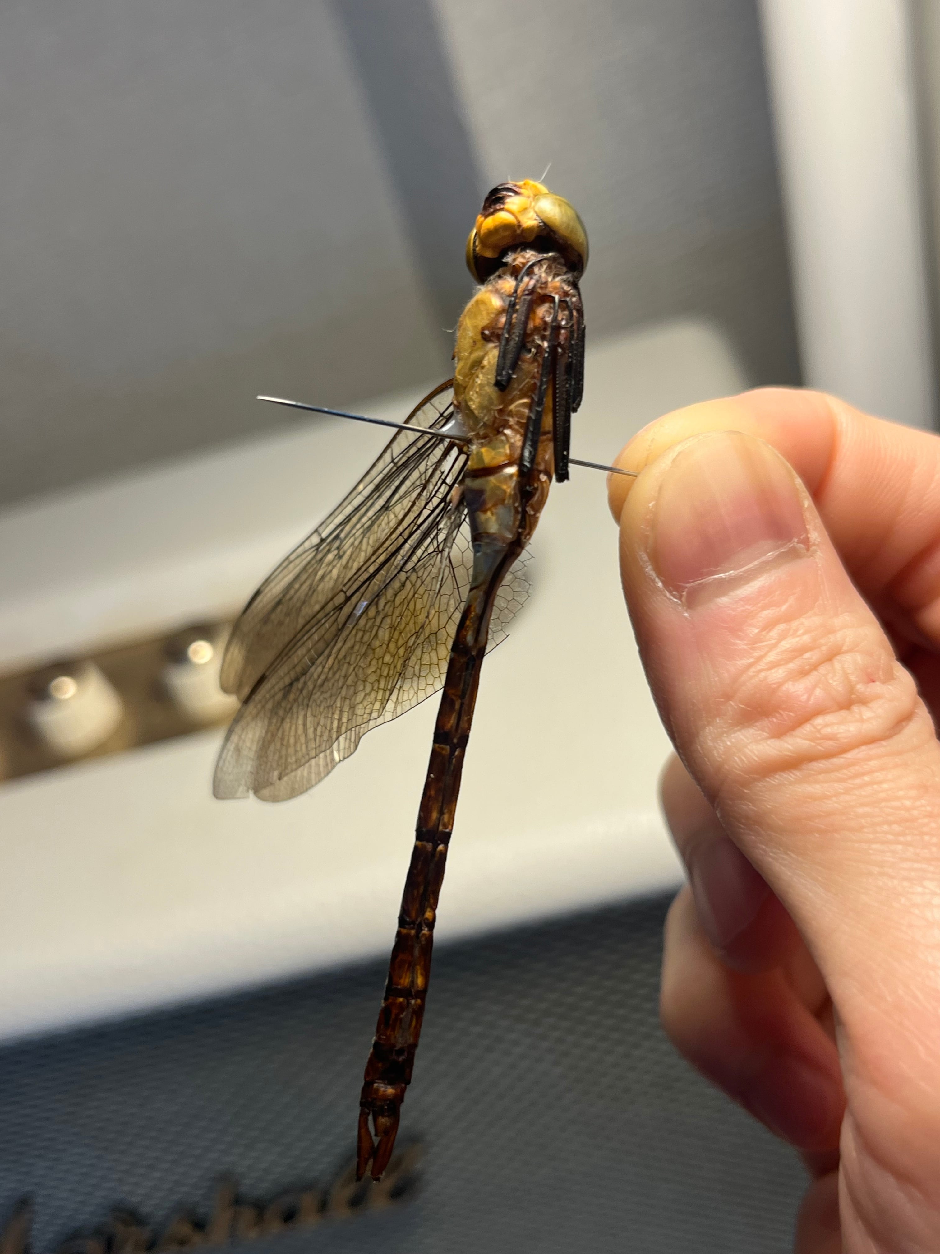 色残抜群】オオギンヤンマ 標本オニヤンマ トンボ 虫除け ストラップ
