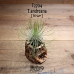 【送料無料】アンドレアナ M〔エアプランツ〕現品発送T2704