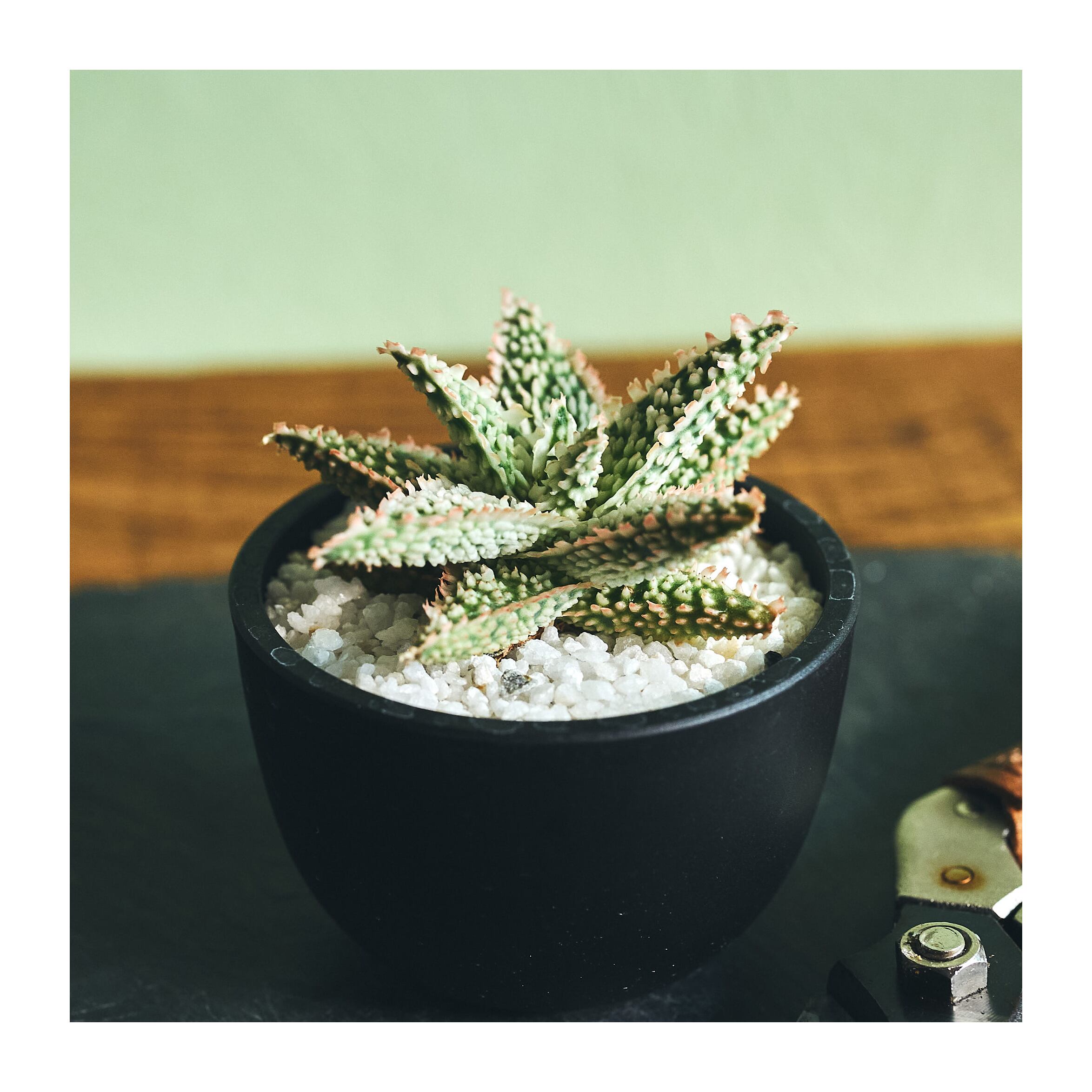 Aloe hybrid アロエ ハイブリッド hy1 | いい日あたり