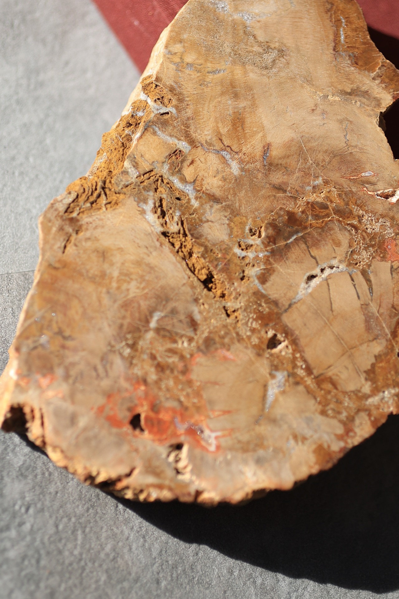 ペトリファイドウッド プレート |  Petrified Wood Plate ◇ 天然石・鉱物・パワーストーン | st00408