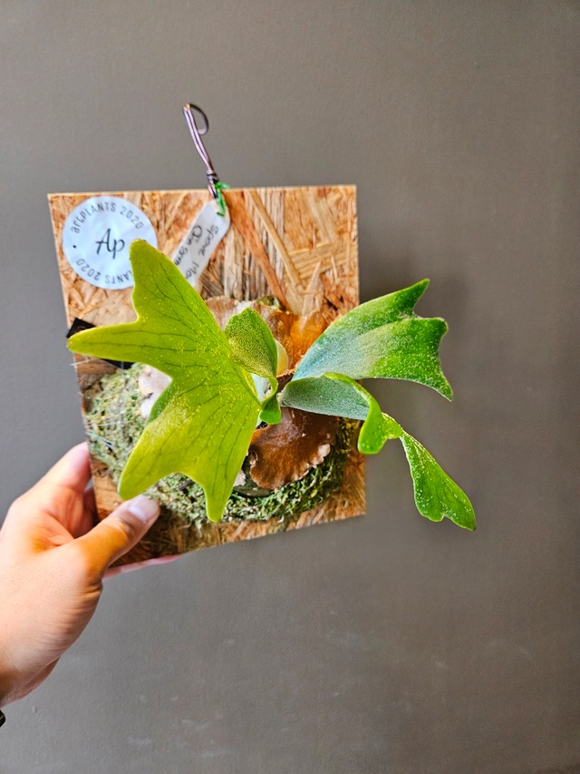 P.Monster【artPLANTs】ビカクシダ/Platycerium