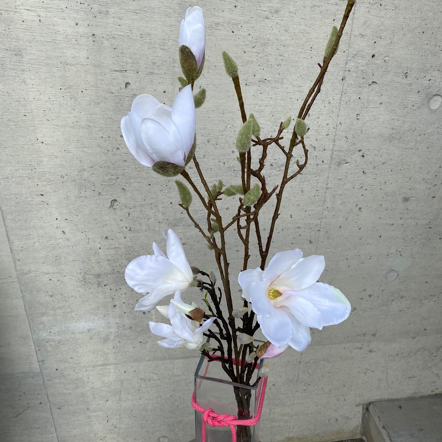Magnolia　モクレン（ホワイト）