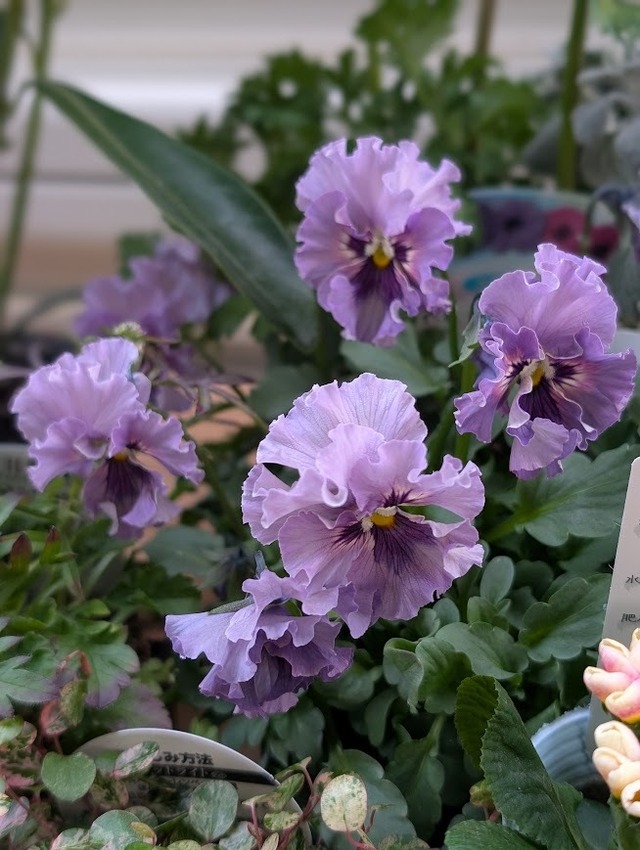 ブルー系 春の花苗セット【中／8苗入り】