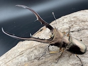 【WD】《メタリフェルホソアカ亜種finae 83.5mm ペア》