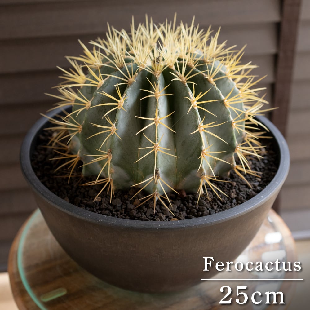 【発根済】25cm 王冠竜 フェロカクタス ブルーバレルカクタス サボテン 8号 ドライガーデン 0718BK