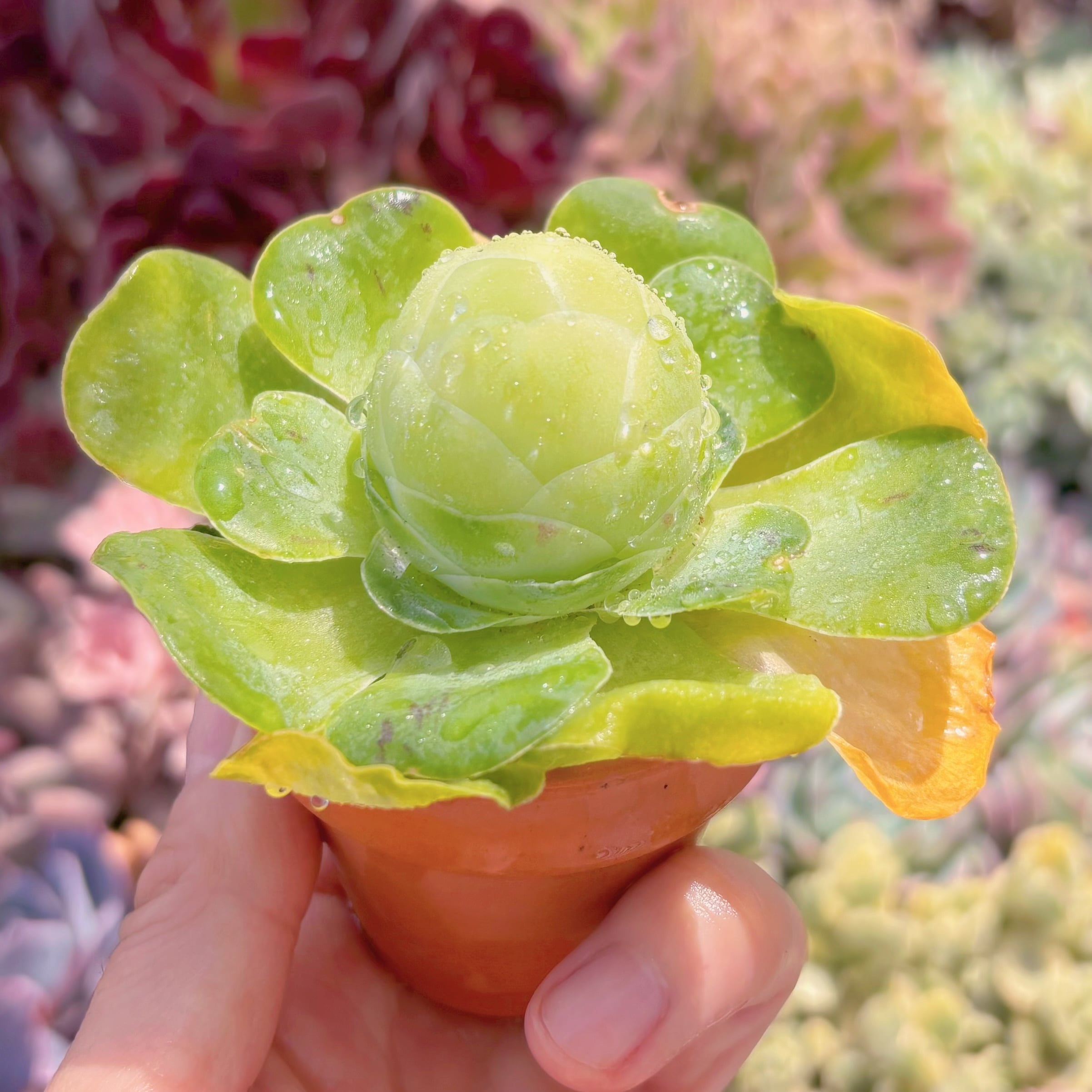 多肉植物 グリーノビア タマゴ 新入荷 るる農園 | るる農園~多肉植物専門